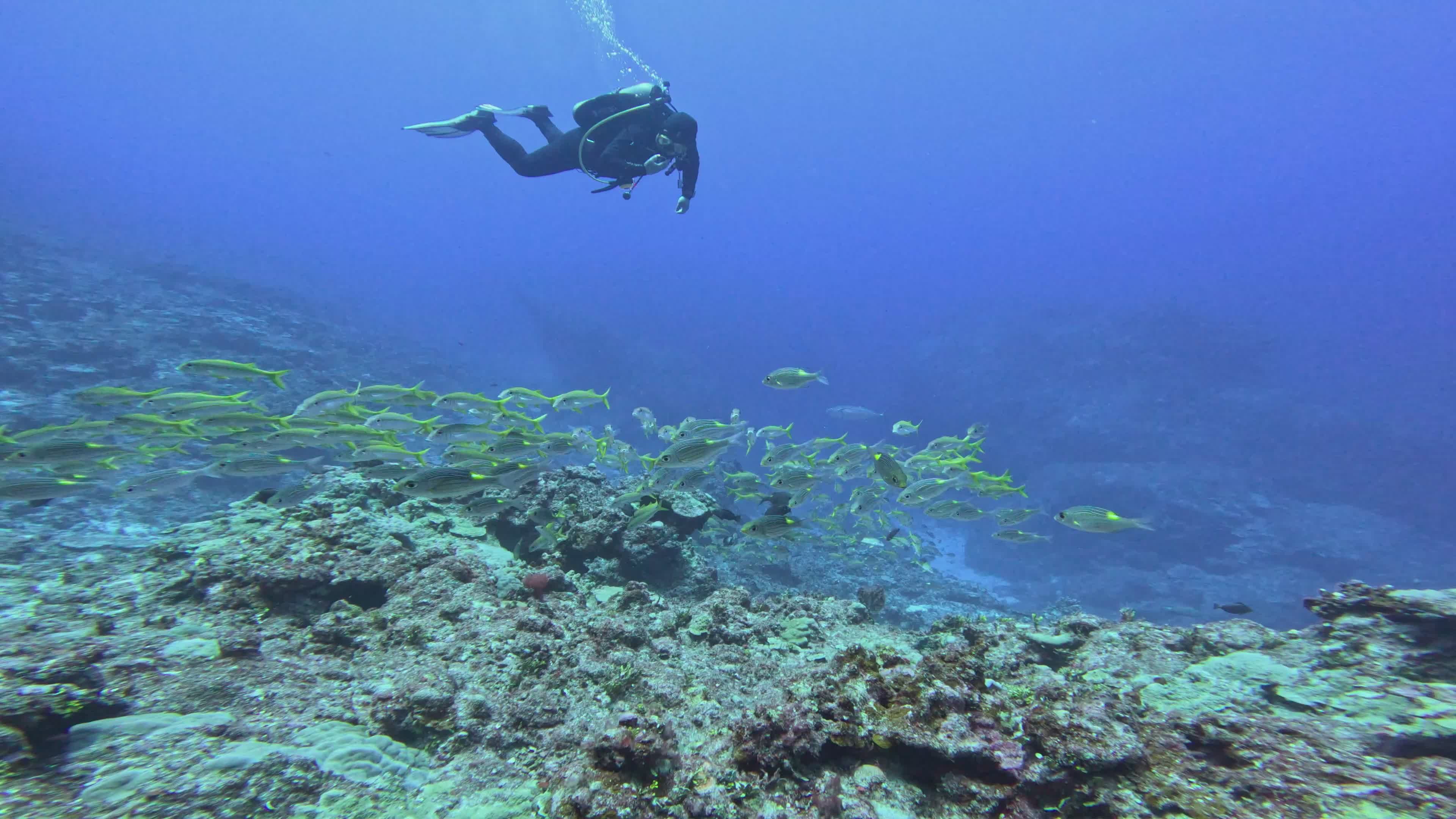 Scuba Diver Exploring Vibrant Coral Reefs Free Stock Video Footage ...