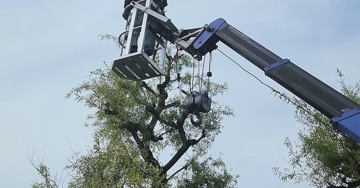 Tree Crain Tree Pruning with Industrial Crane Outdoors Free Stock Video Footage ...