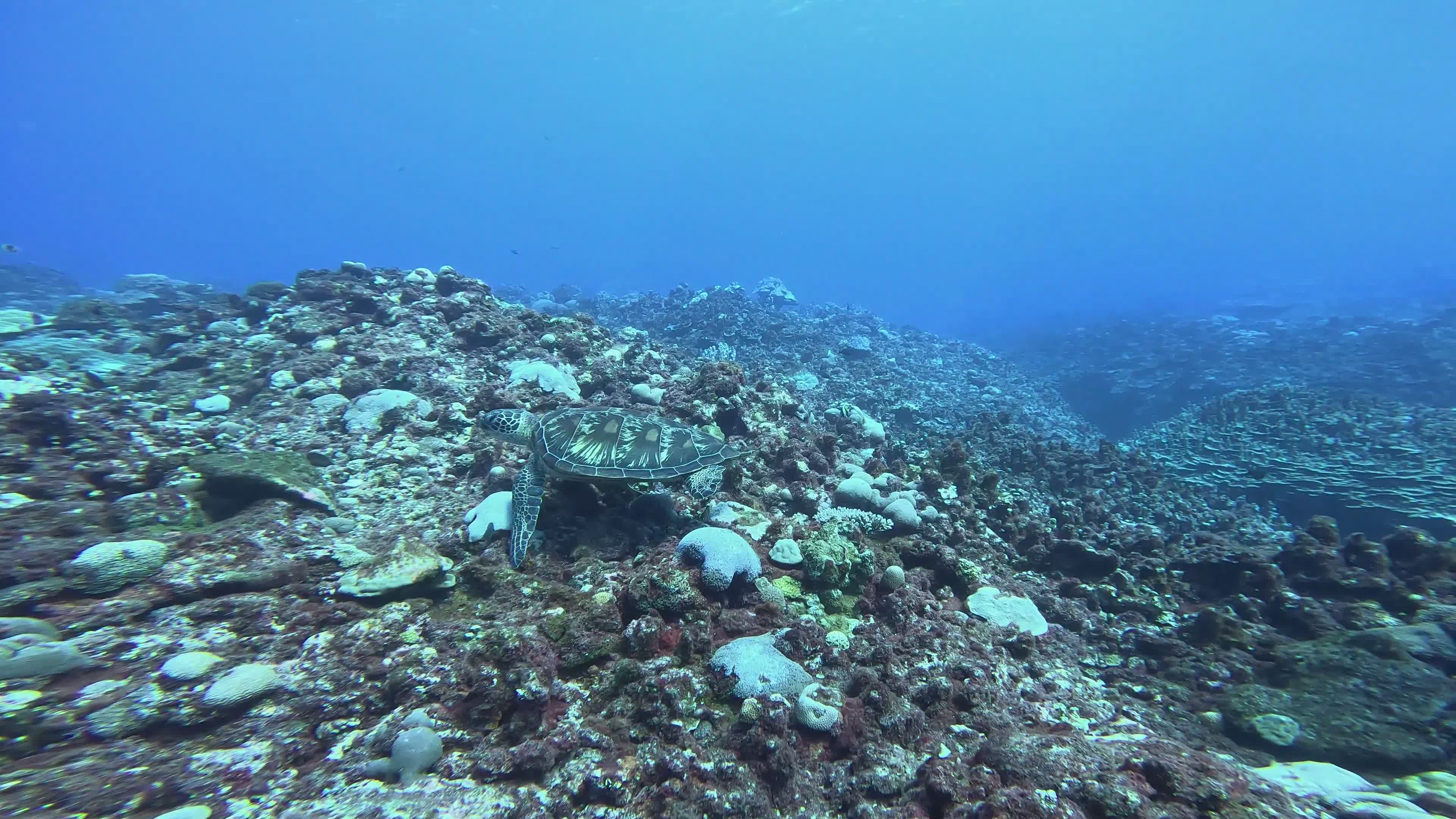 Underwater Exploration with Sea Turtle Free Stock Video Footage ...