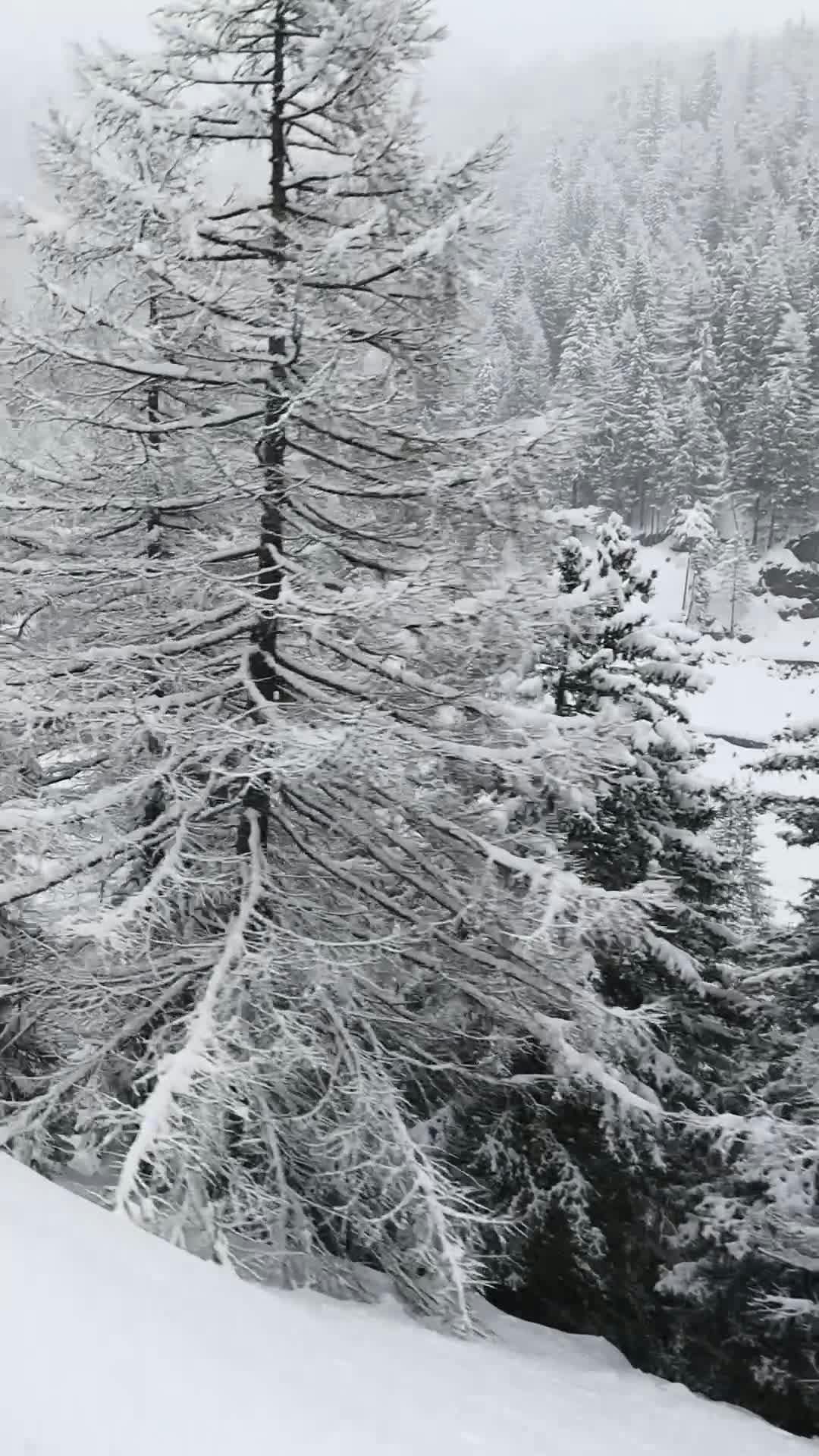 Video by Adli Shuaipi