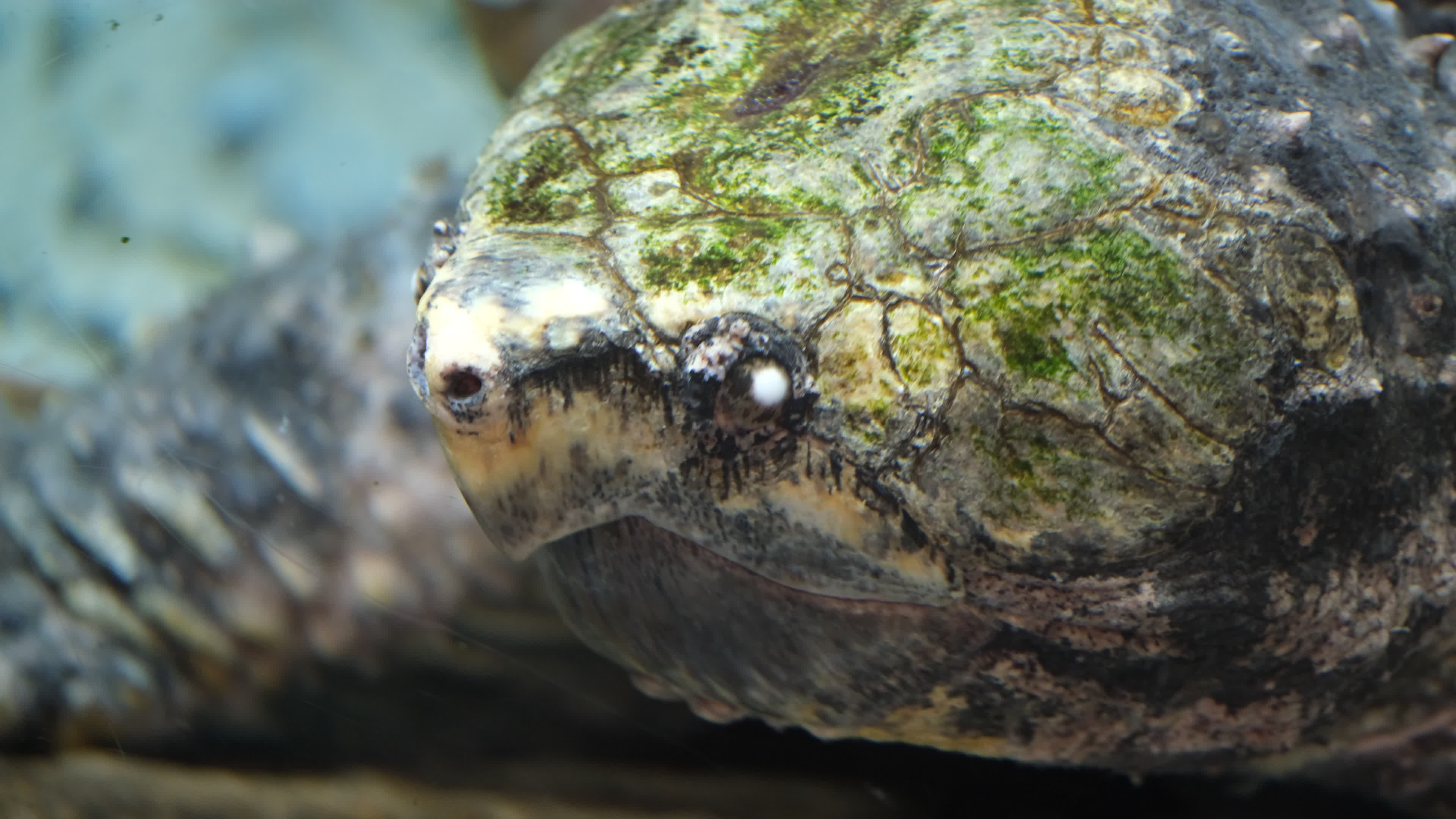 Close-Up Study of Alligator Snapping Turtle Free Stock Video Footage ...