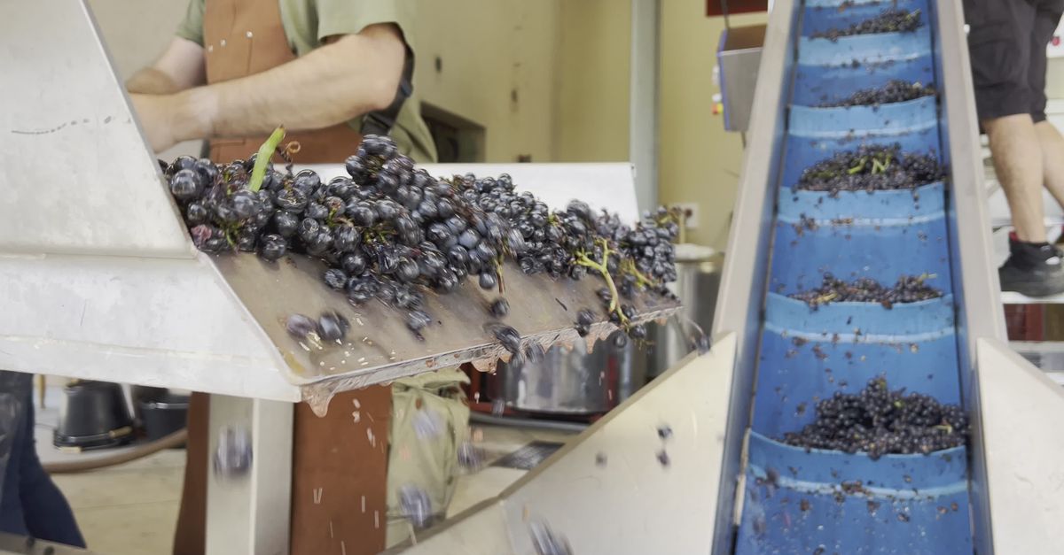 Grape Processing Automated Grape Processing in Modern Winery Free Stock Video Footage ...