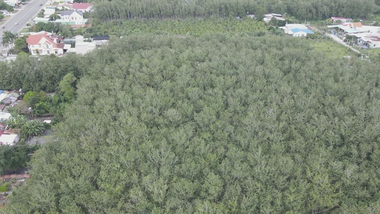 Stunning Aerial View of Lush Green Forest Free Stock Video Footage ...
