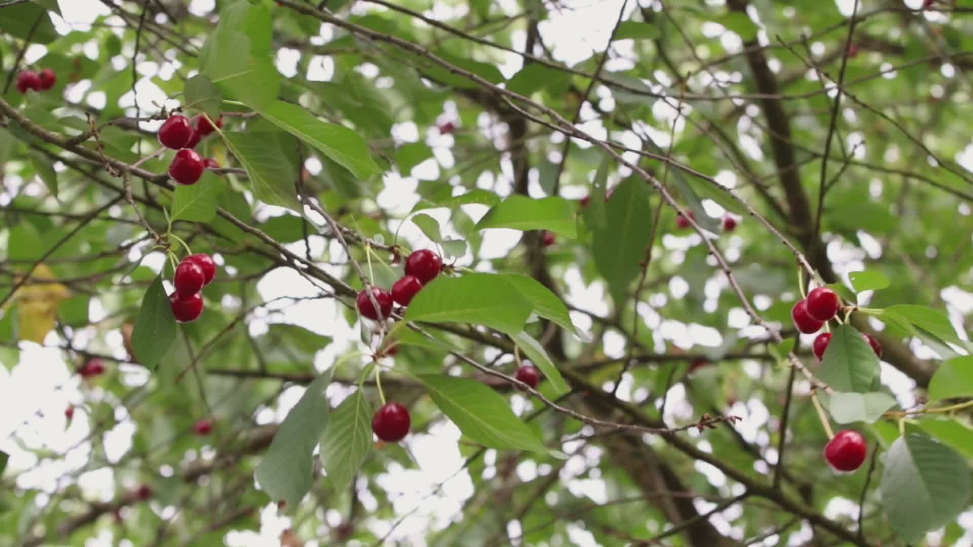 Free Ams+Cherish+Red+Cherry Videos