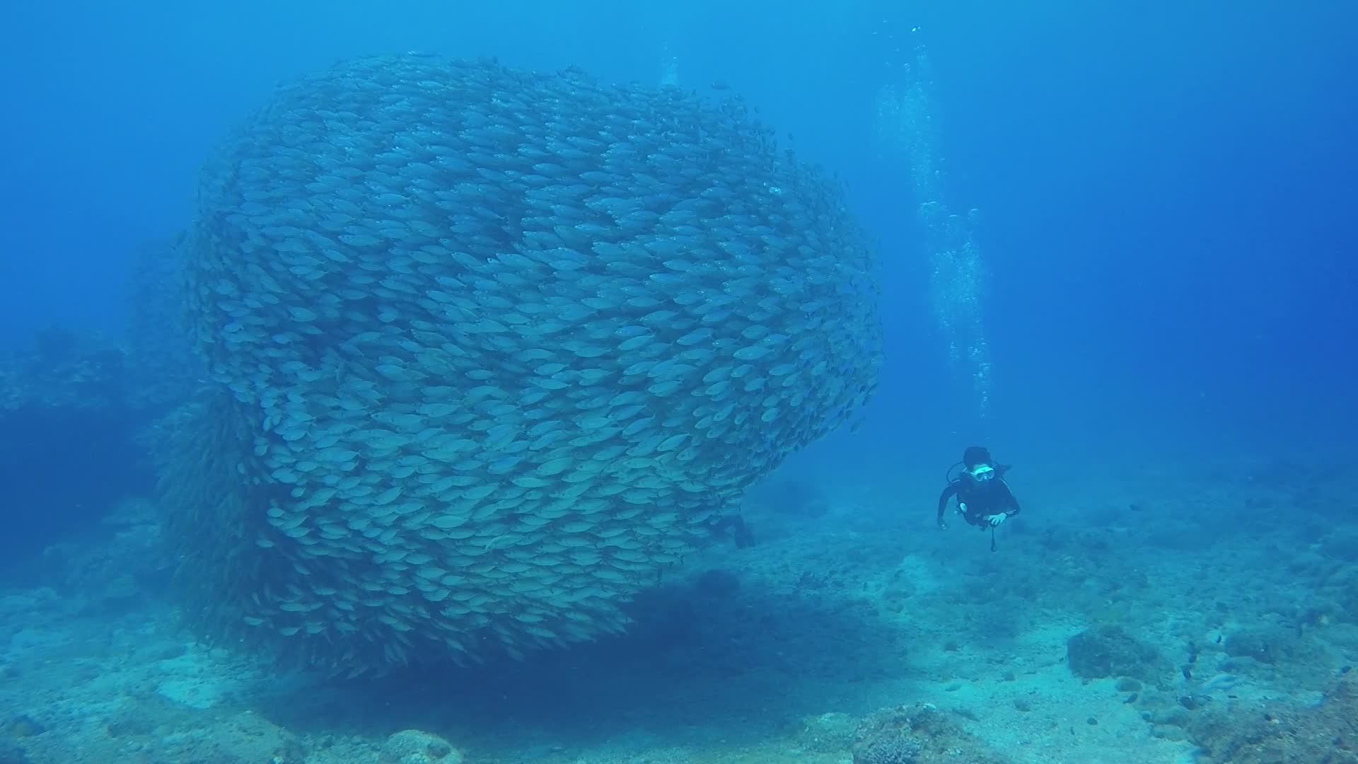 Diver Amongst Huge School of Fish Underwater Free Stock Video Footage ...