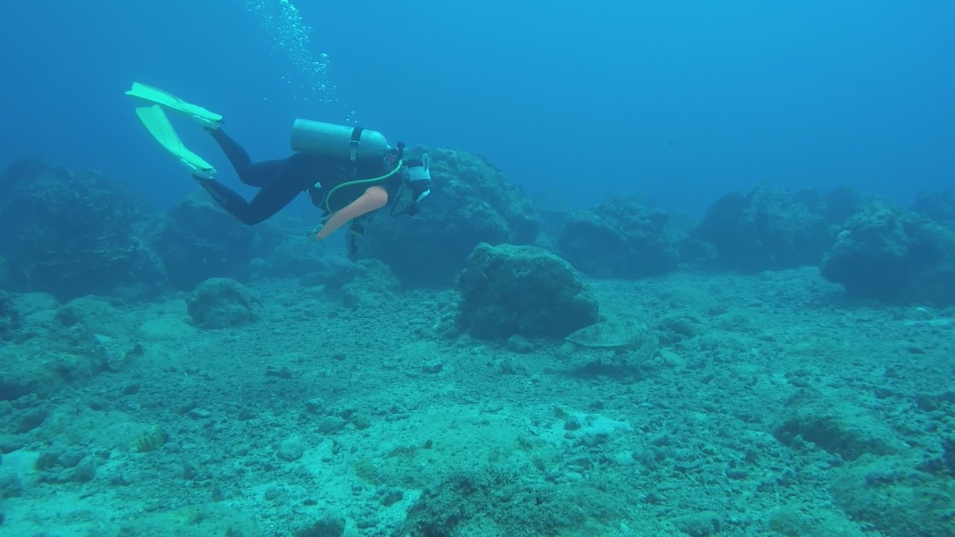 Scuba Diver Exploring Vibrant Coral Reef Free Stock Video Footage ...