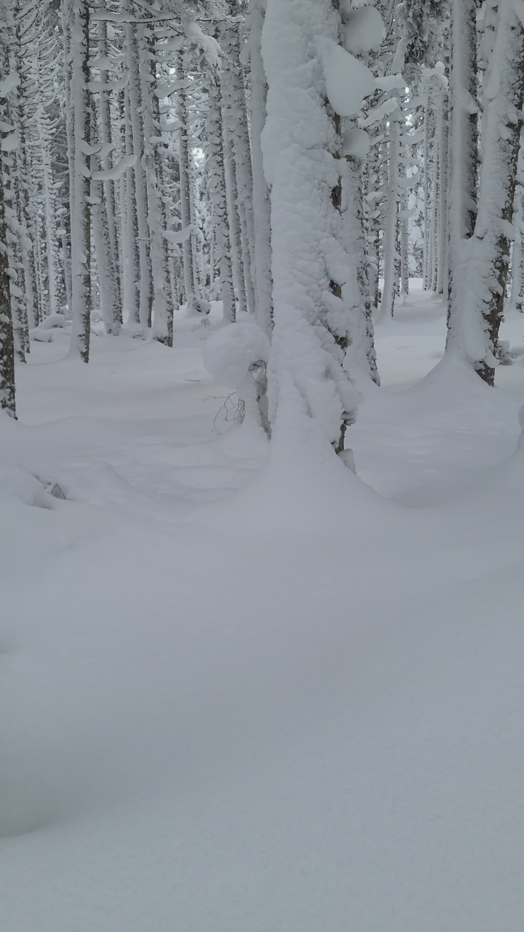 Serene Snowy Forest in Winter Wonderland Free Stock Video Footage ...