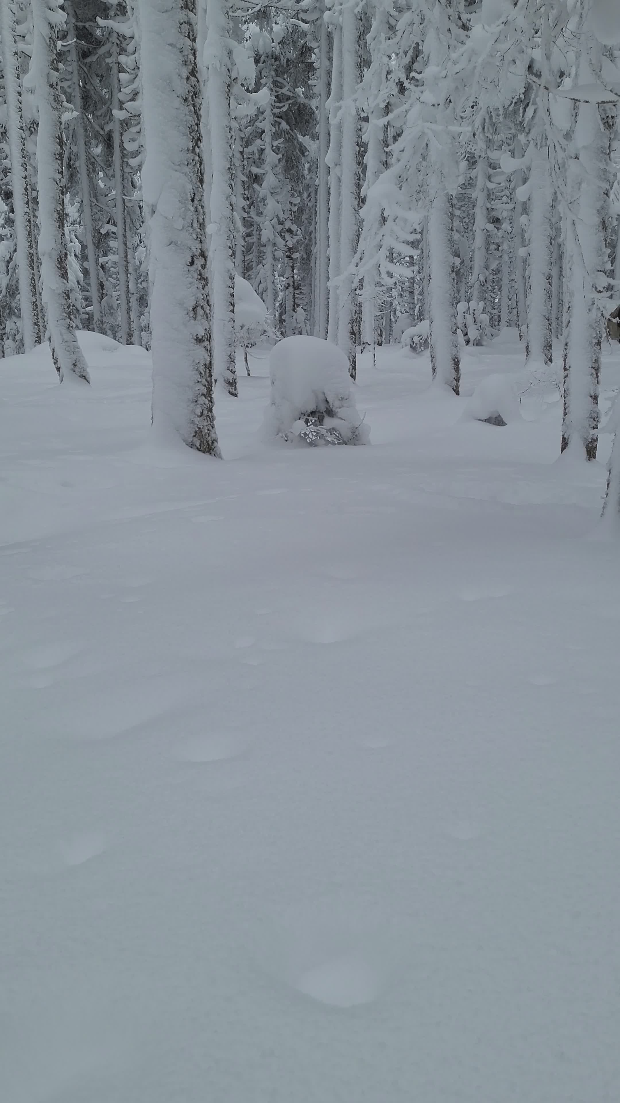 Snowy Forest Landscape in Winter Wonderland Free Stock Video Footage ...