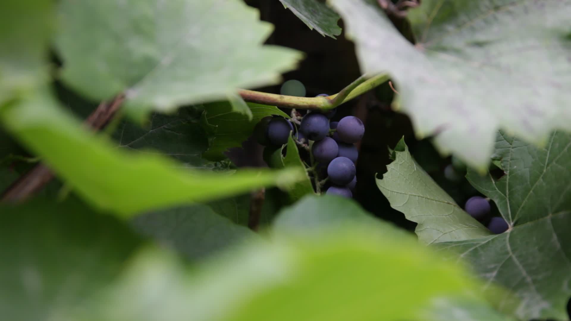 Close up of Fruit Free Stock Video Footage, Royalty-Free 4K & HD Video Clip