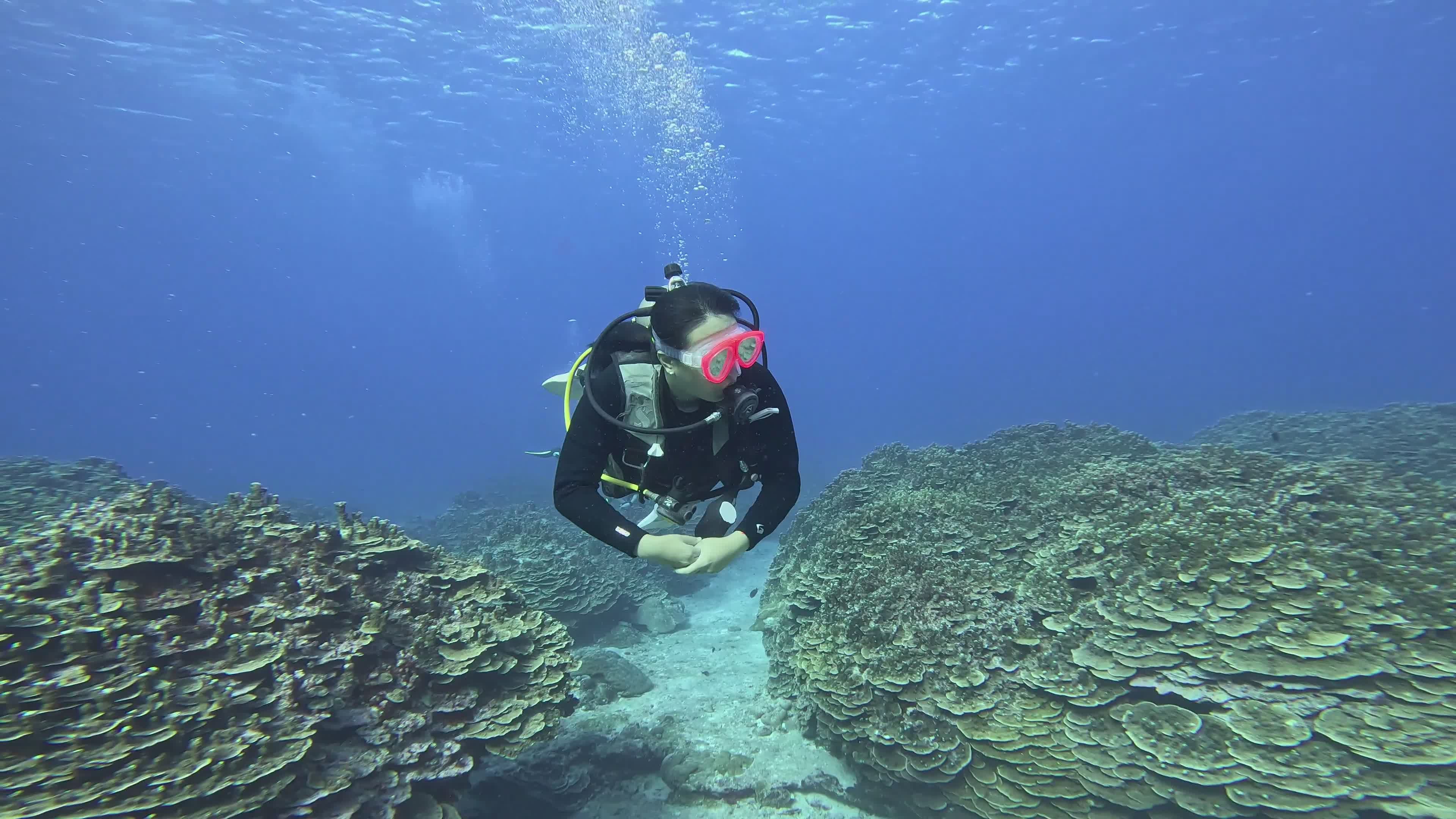 Scuba Diver Exploring Vibrant Coral Reefs Free Stock Video Footage ...