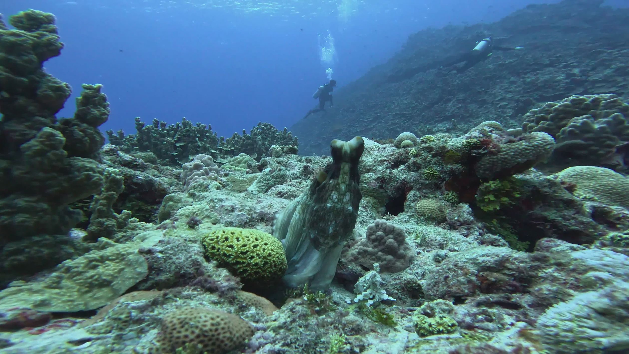 Underwater Scene with Octopus and Diver Free Stock Video Footage ...