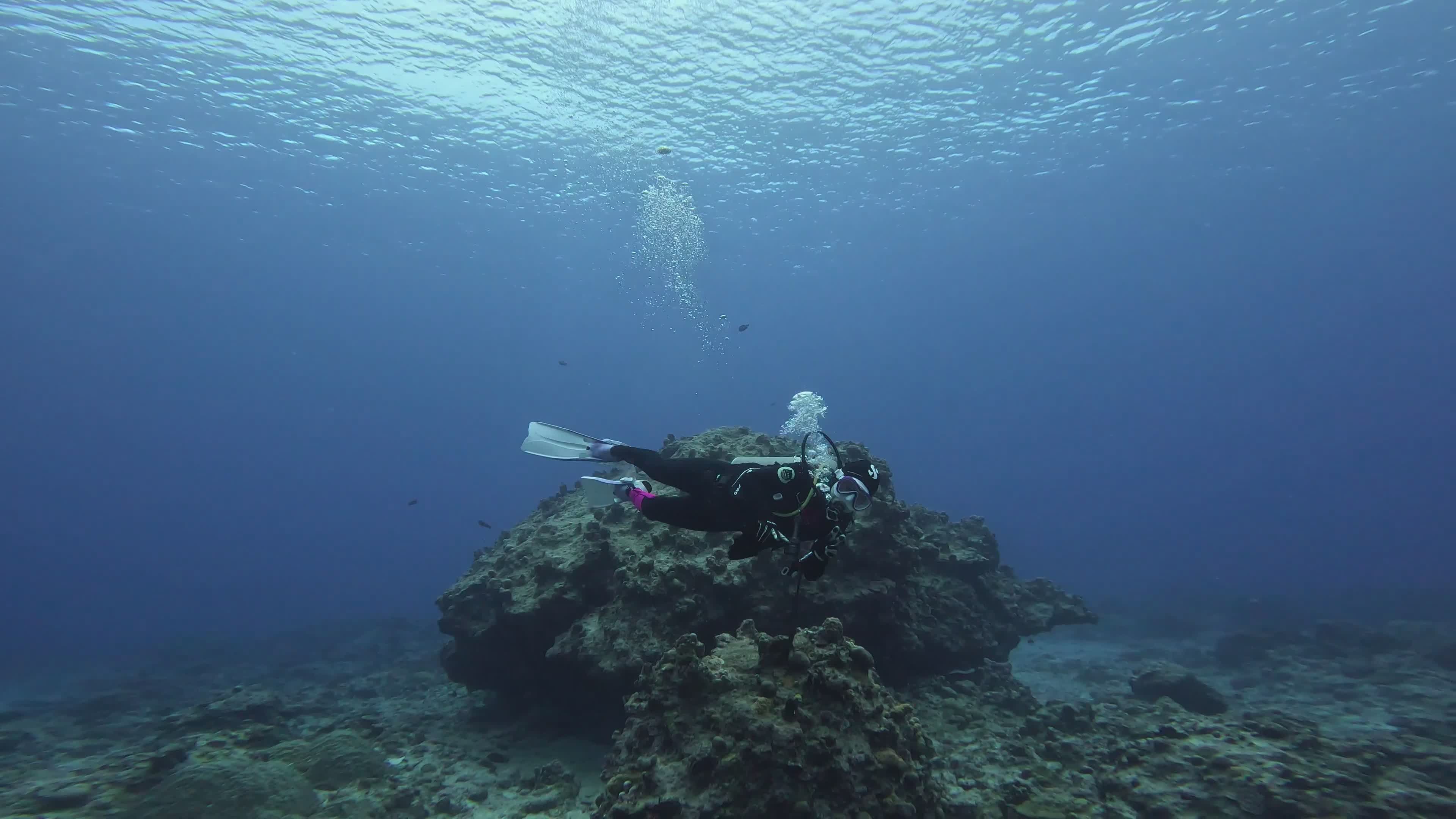 Scuba Diver Exploring Coral Reef Underwater Free Stock Video Footage ...