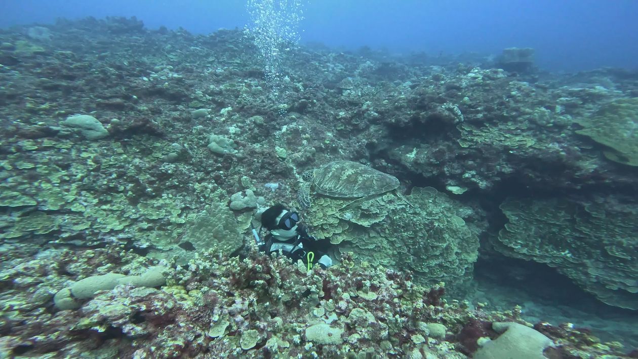 Scuba Diver Exploring Vibrant Coral Reef Underwater Free Stock Video ...