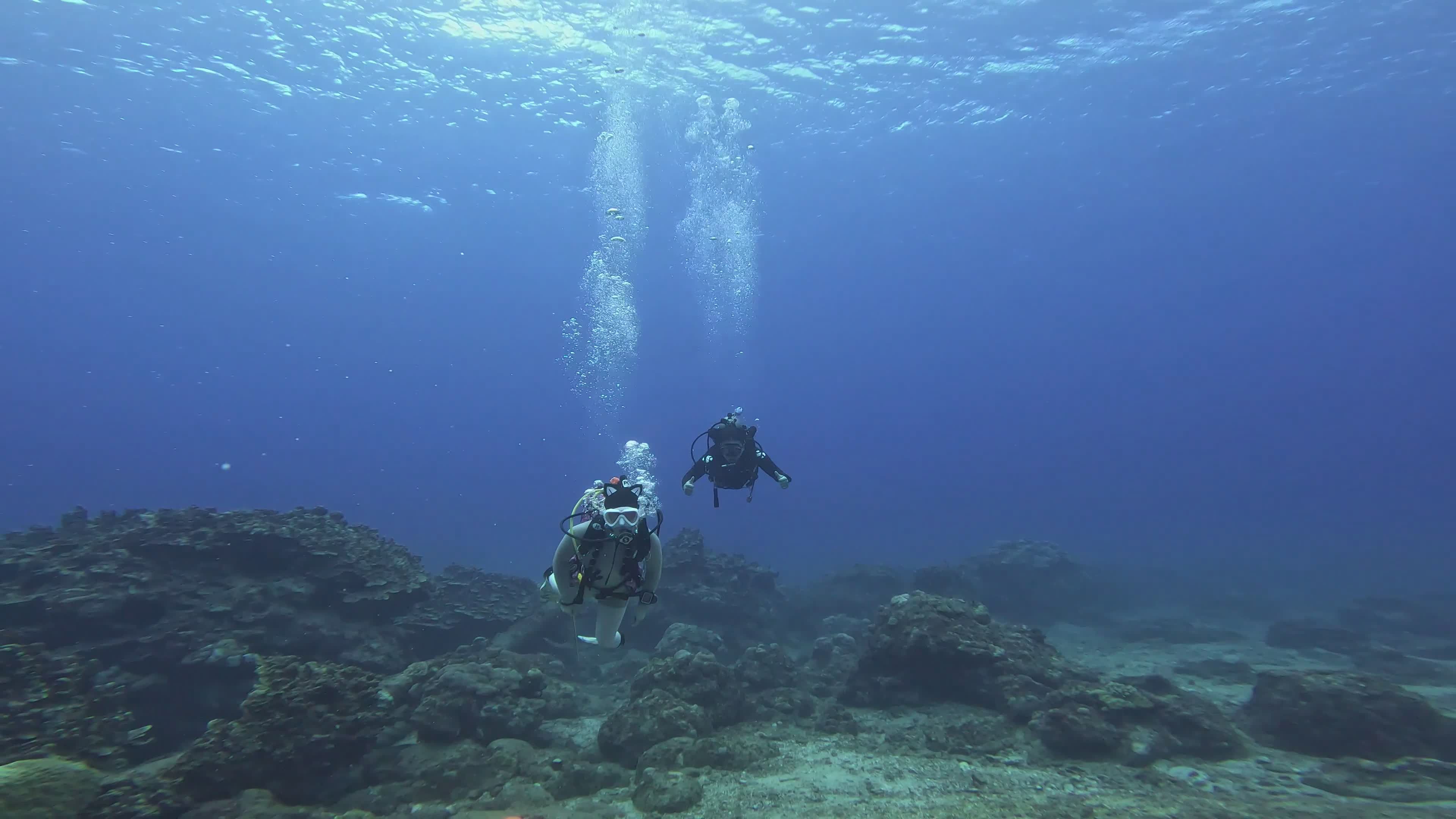 Exploring Underwater Coral Reefs Scuba Dive Free Stock Video Footage ...