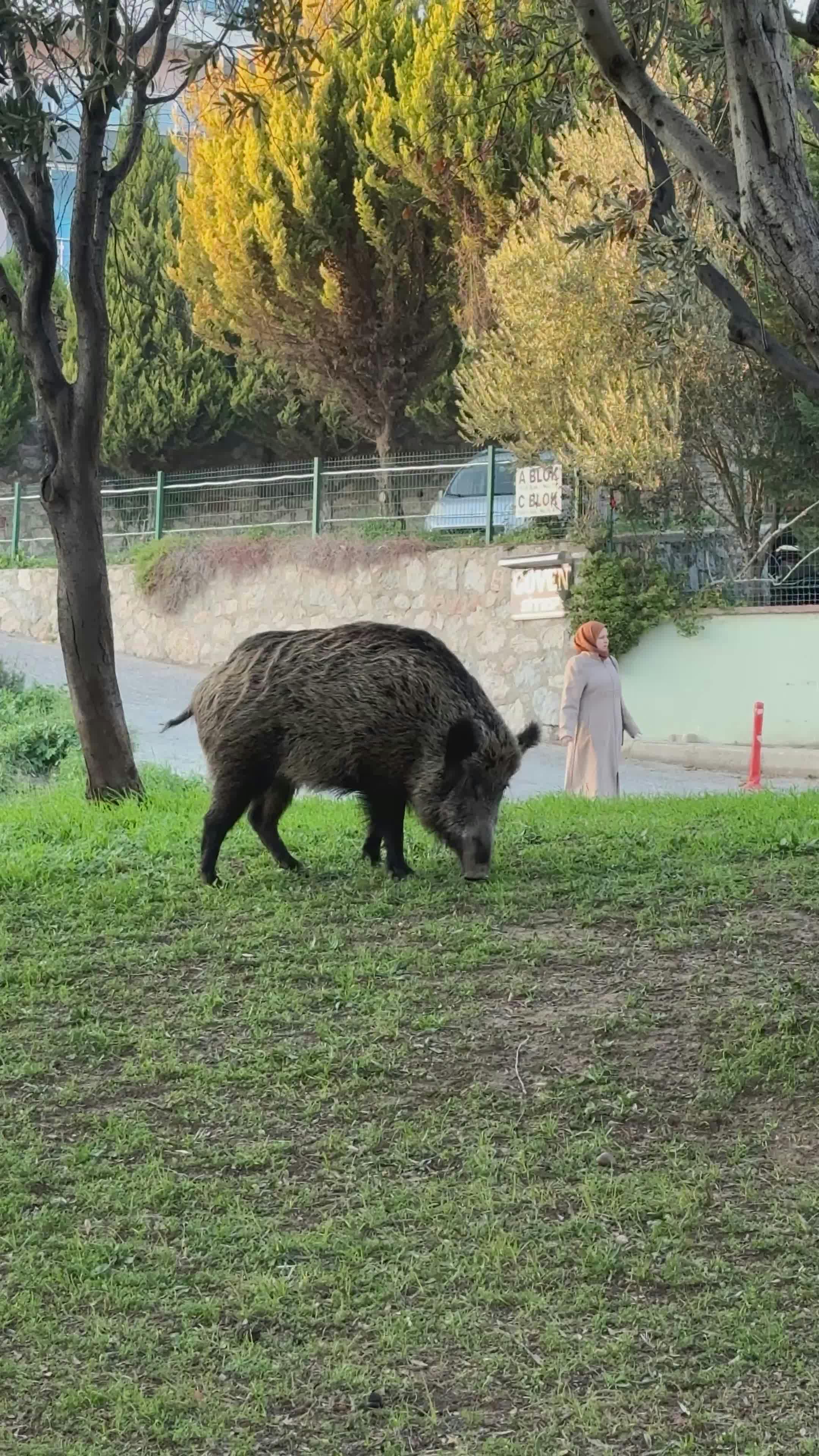 Video by Doğan Alpaslan  Demir
