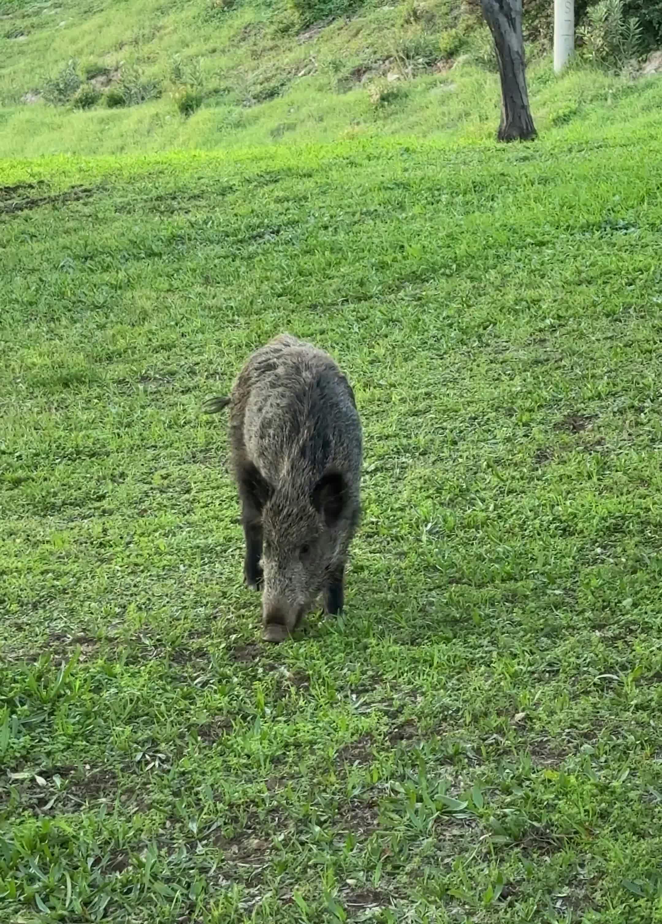 Video by Doğan Alpaslan  Demir