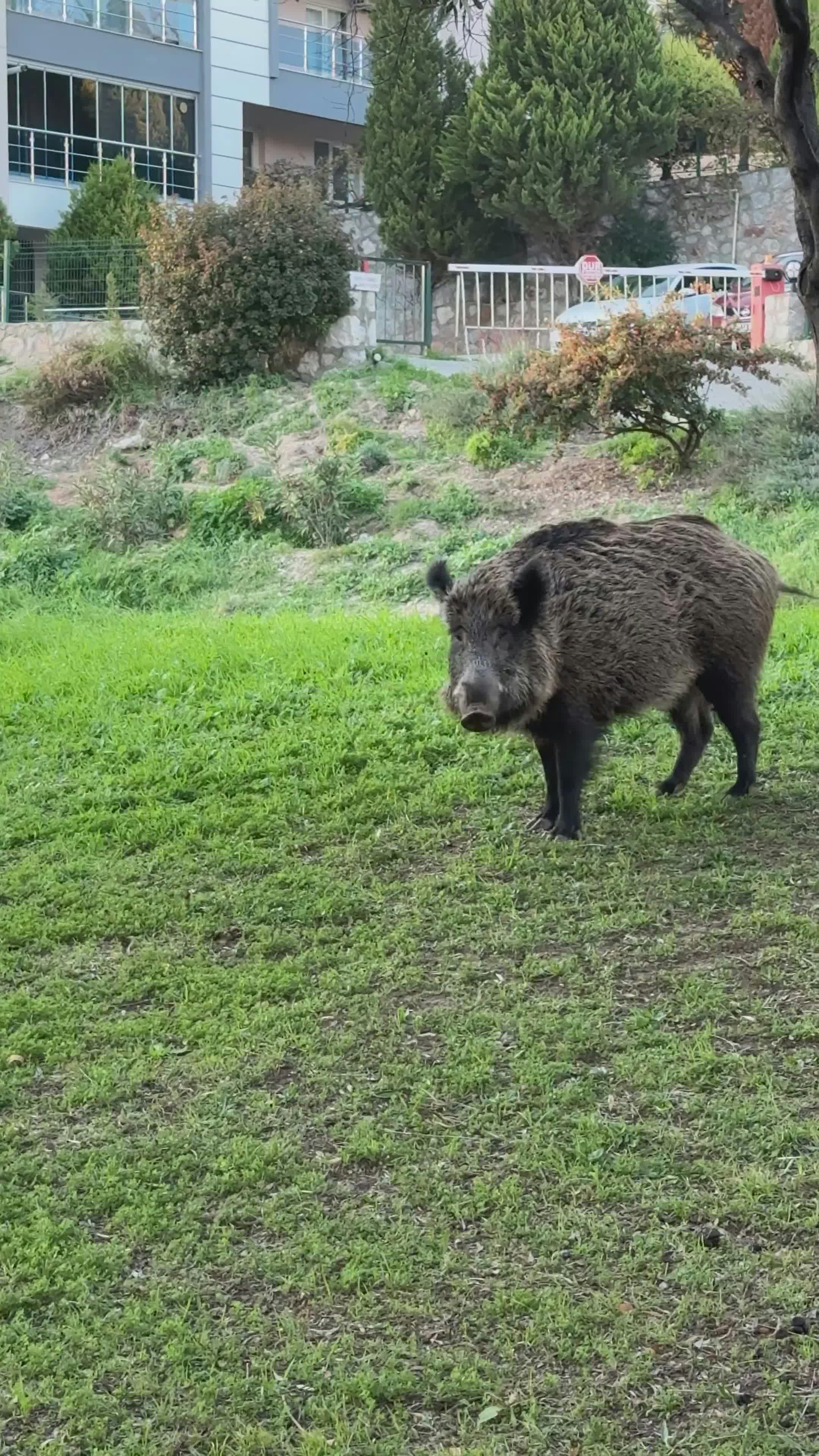 Video by Doğan Alpaslan  Demir
