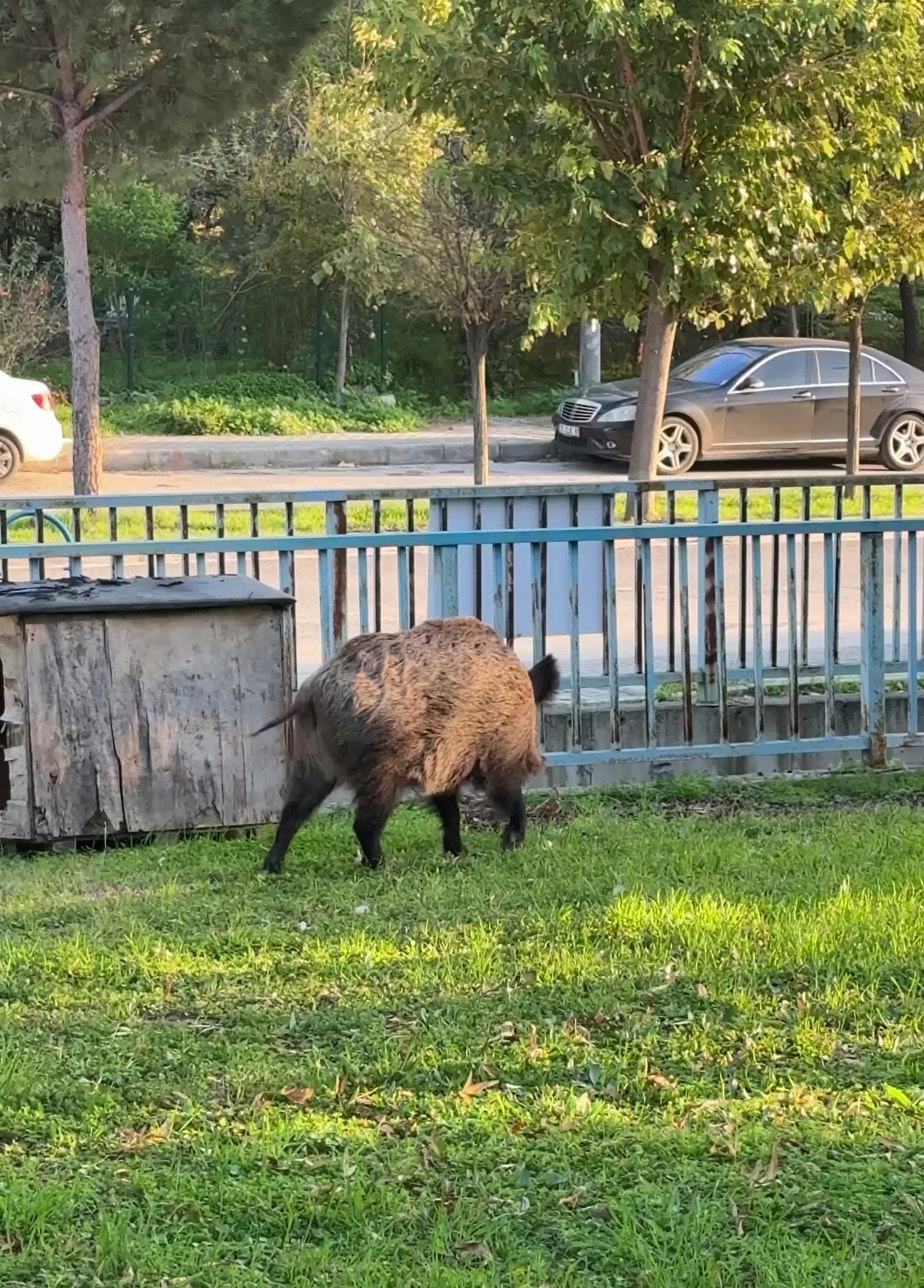 Video by Doğan Alpaslan  Demir
