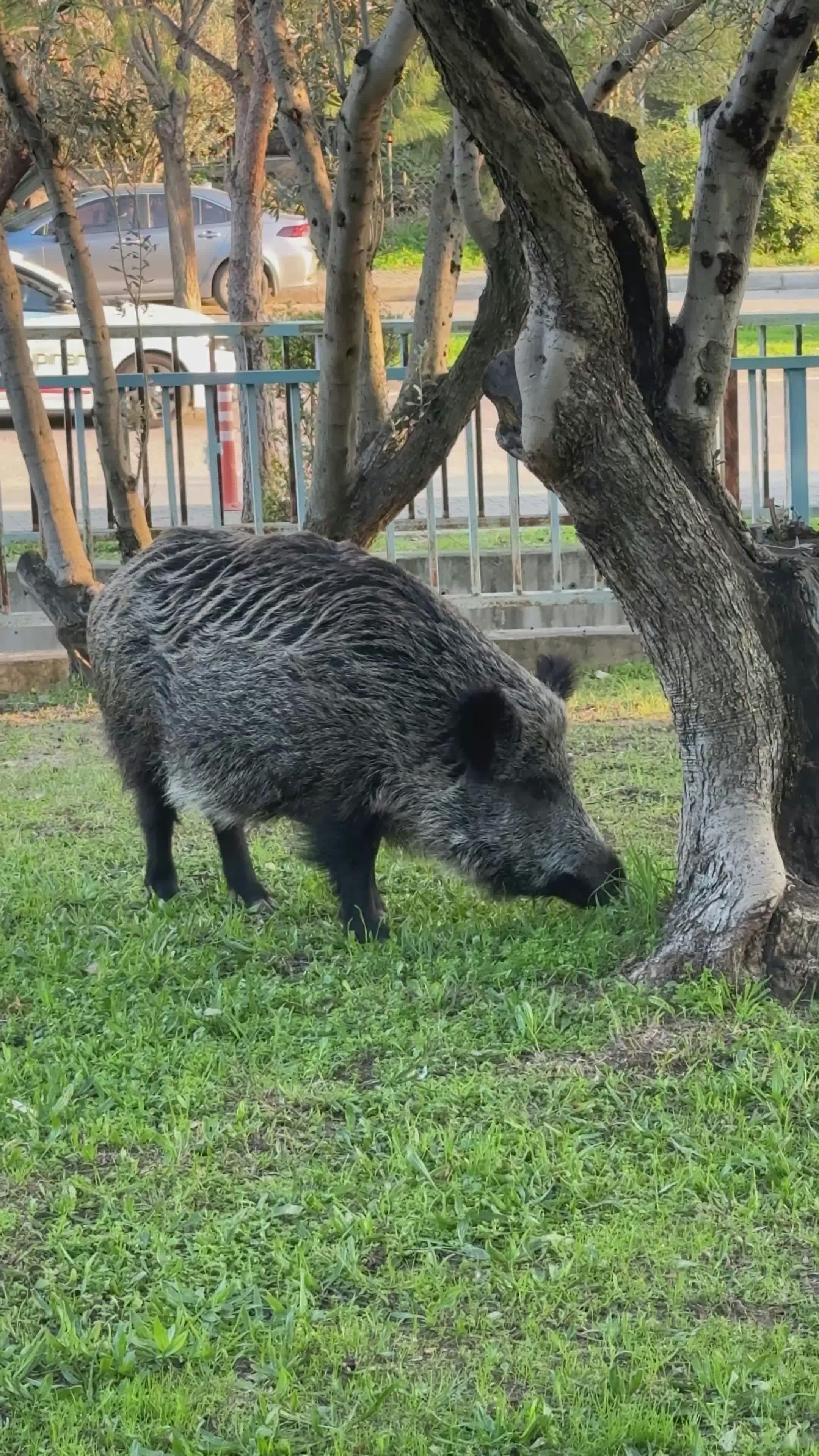 Video by Doğan Alpaslan  Demir