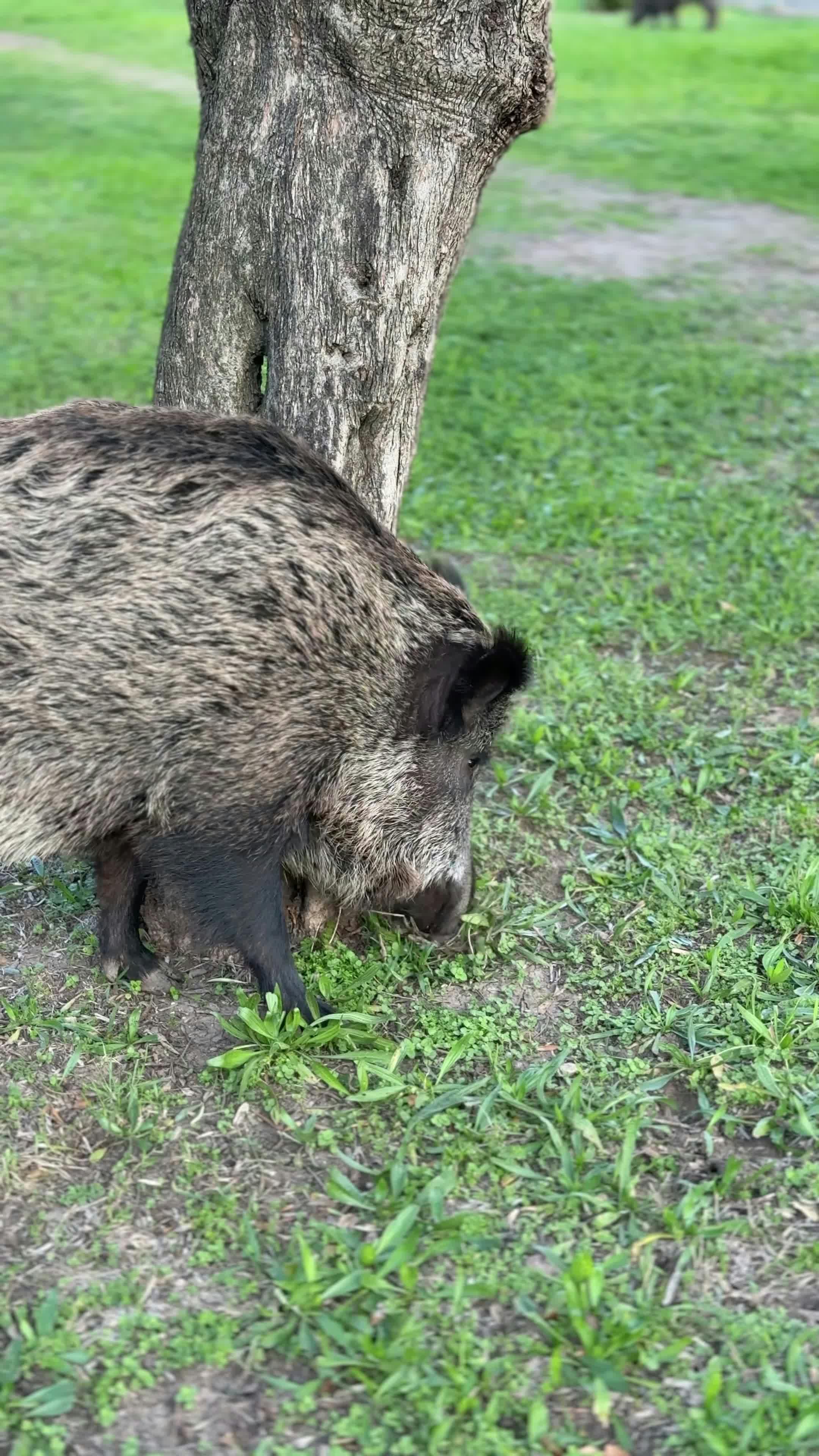 Video by Doğan Alpaslan  Demir