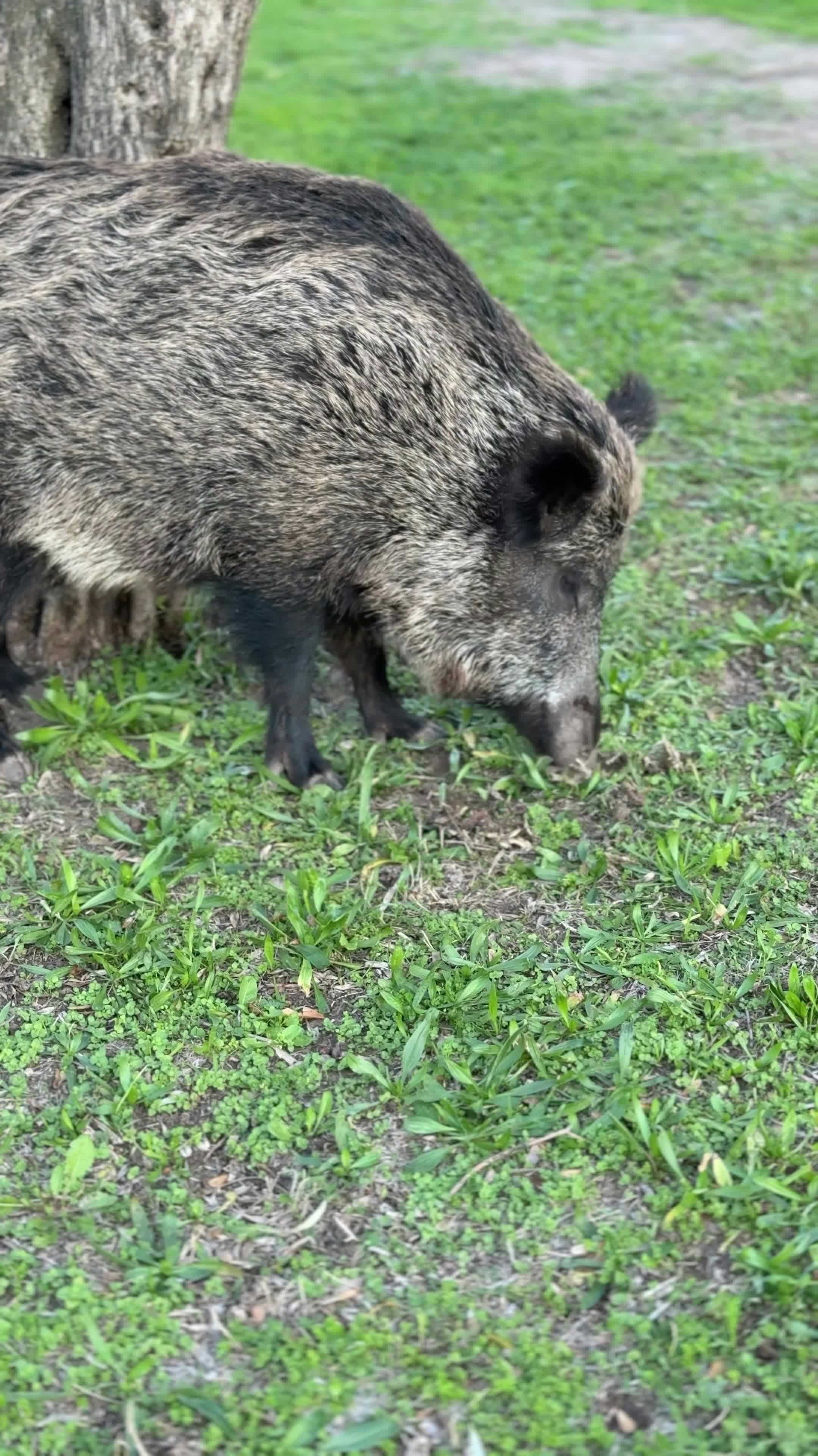 Video by Doğan Alpaslan  Demir