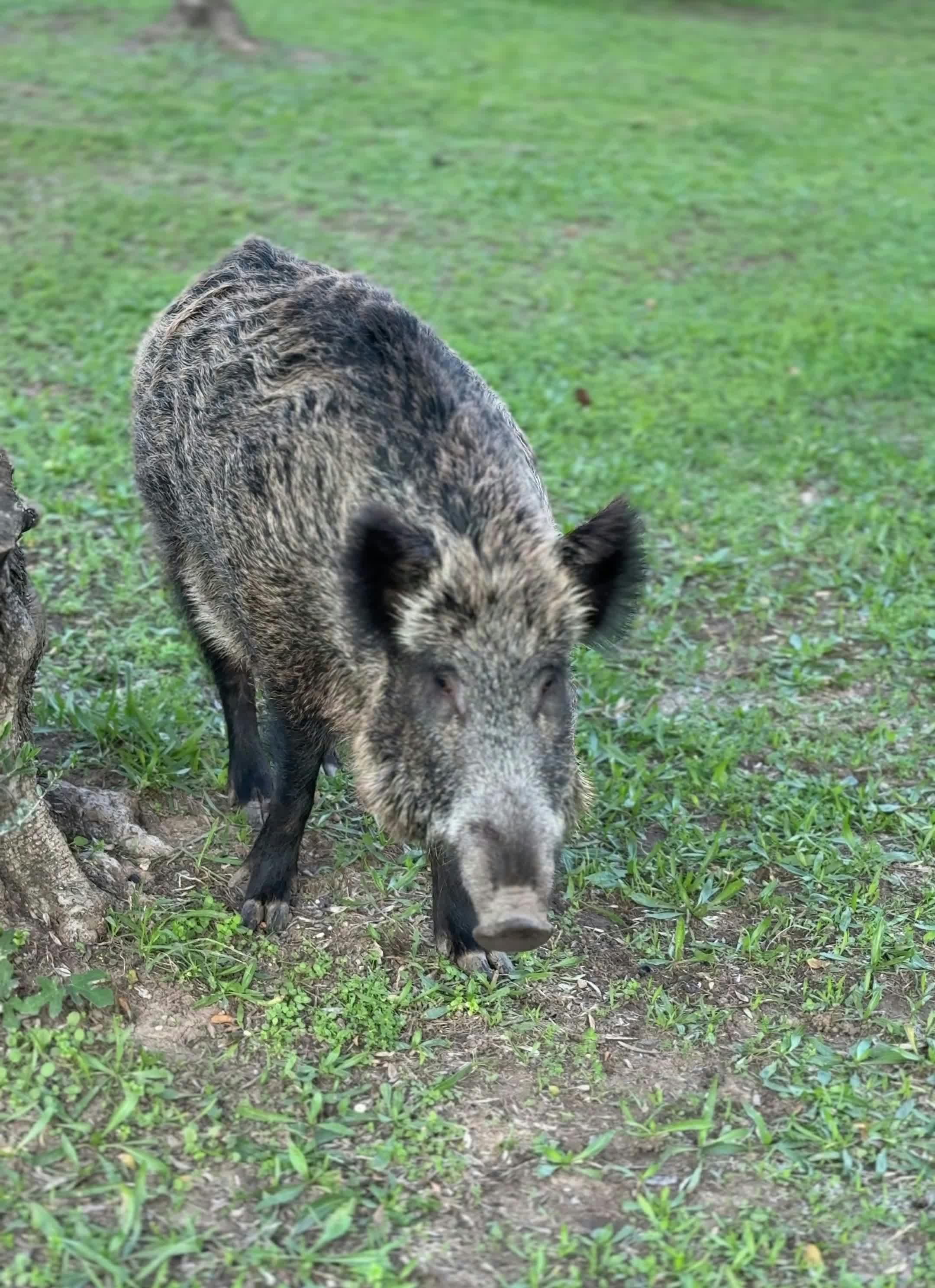 Video by Doğan Alpaslan  Demir