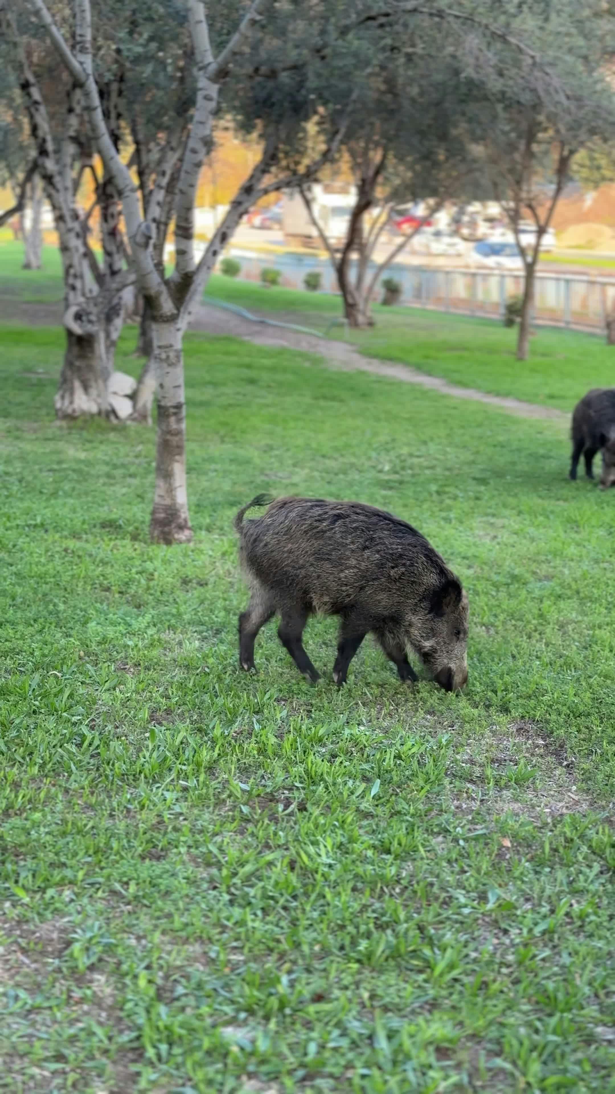 Video by Doğan Alpaslan  Demir