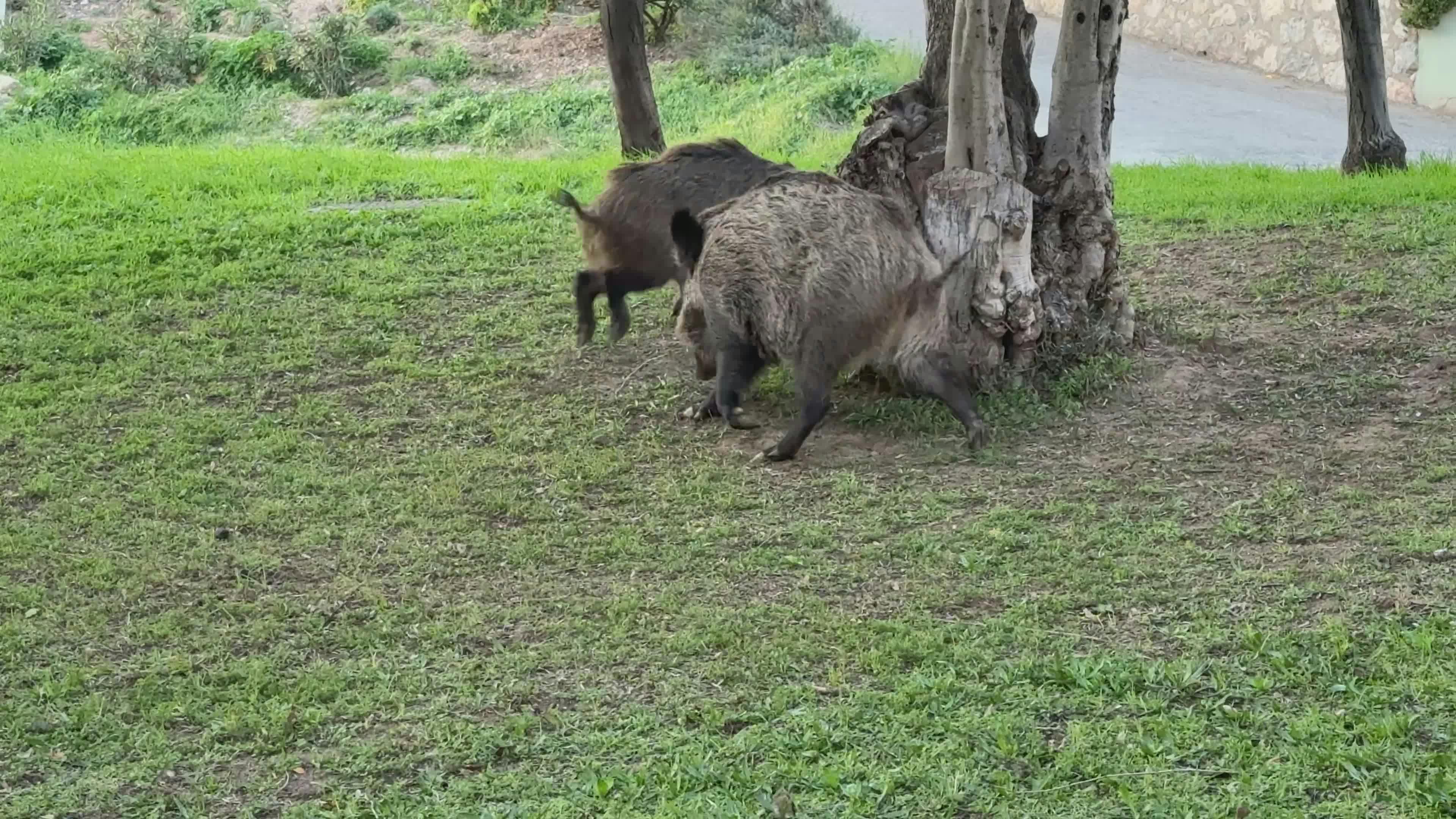 Video by Doğan Alpaslan  Demir