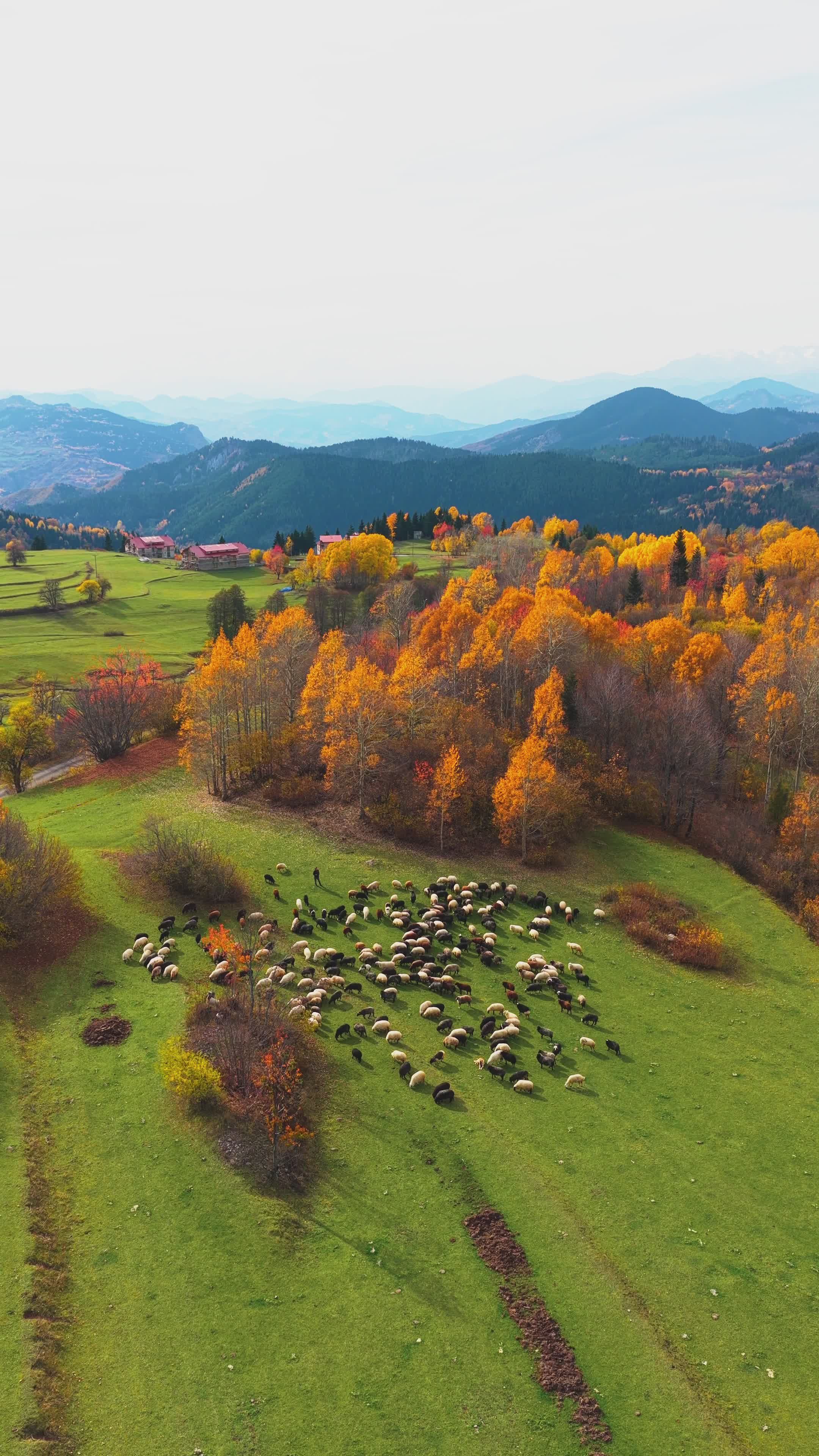 Aerial View of Autumn Pasture with Sheep Herd Free Stock Video Footage ...