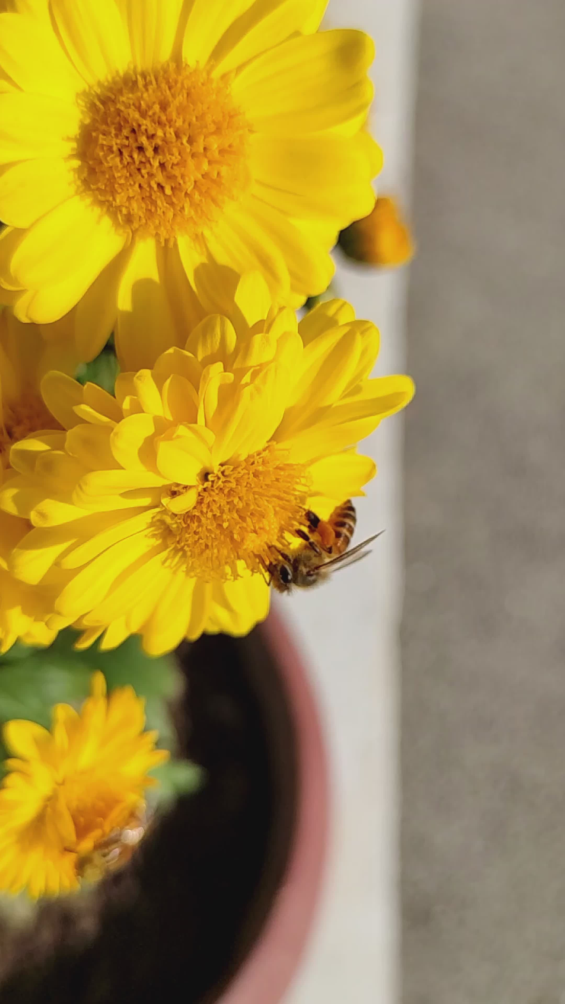 Bee Collecting Nectar on Bright Yellow Flower Free Stock Video Footage ...