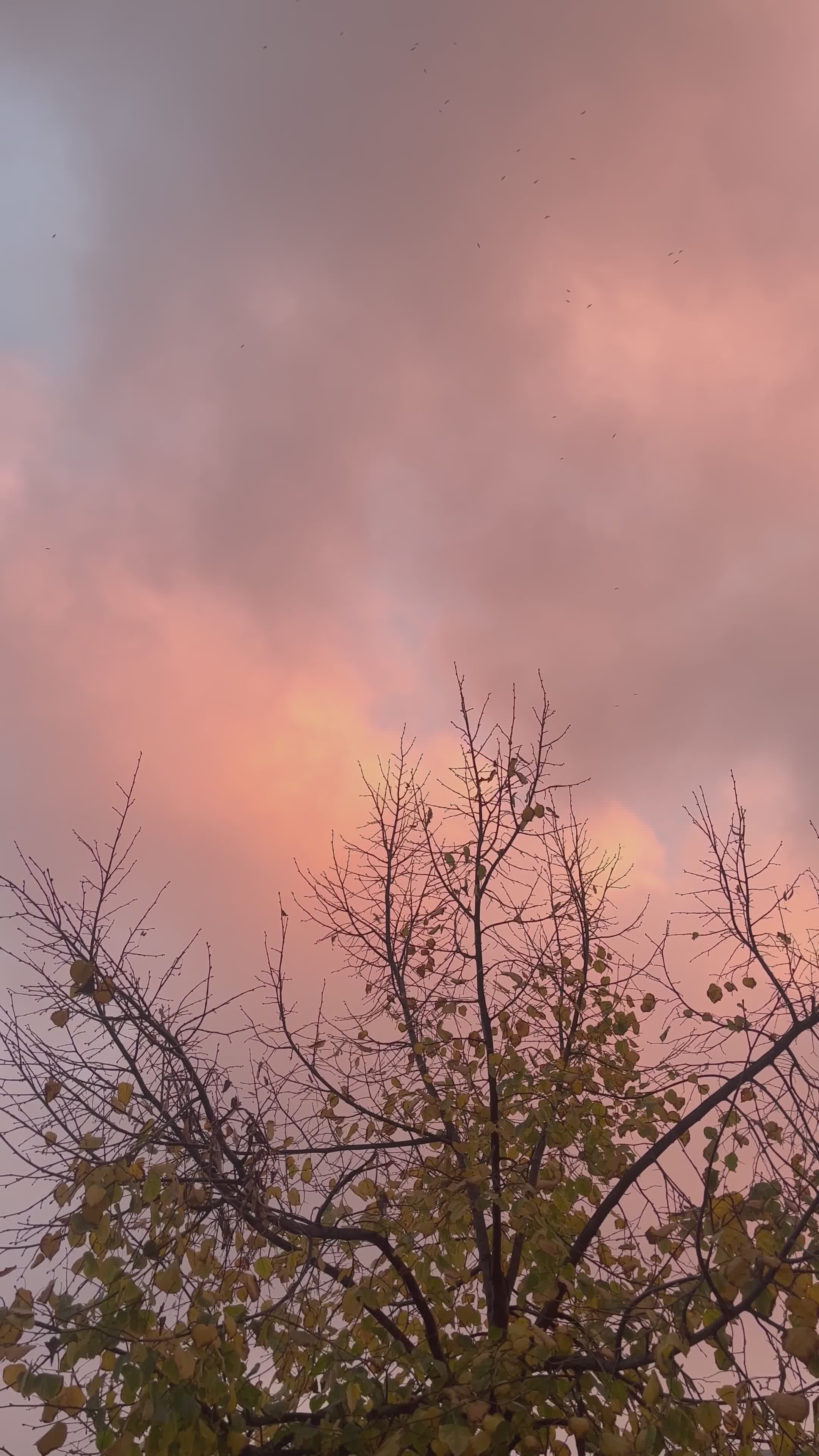 Video by Merve Arlı