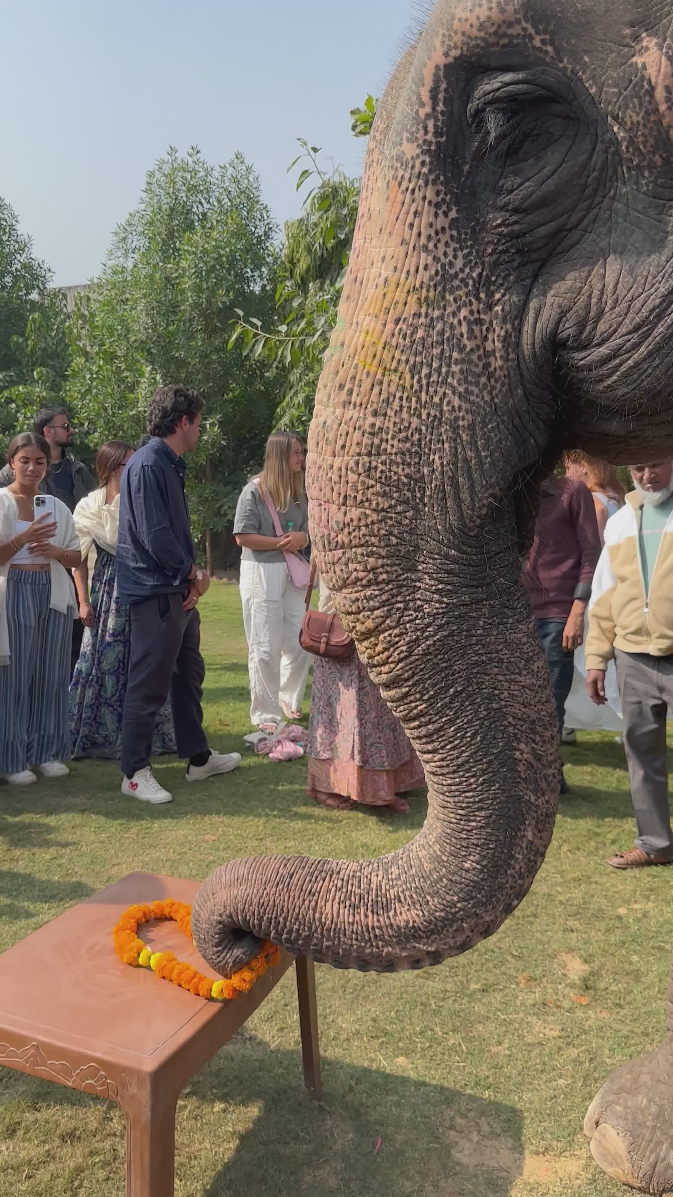 Elephant Blessing Ceremony with Group of People Free Stock Video ...