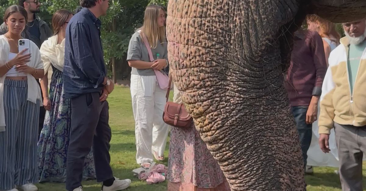Elephant Welcome Ritual Elephant Blessing Ceremony with Group of People Free Stock Video ...