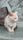 cat wallpaper