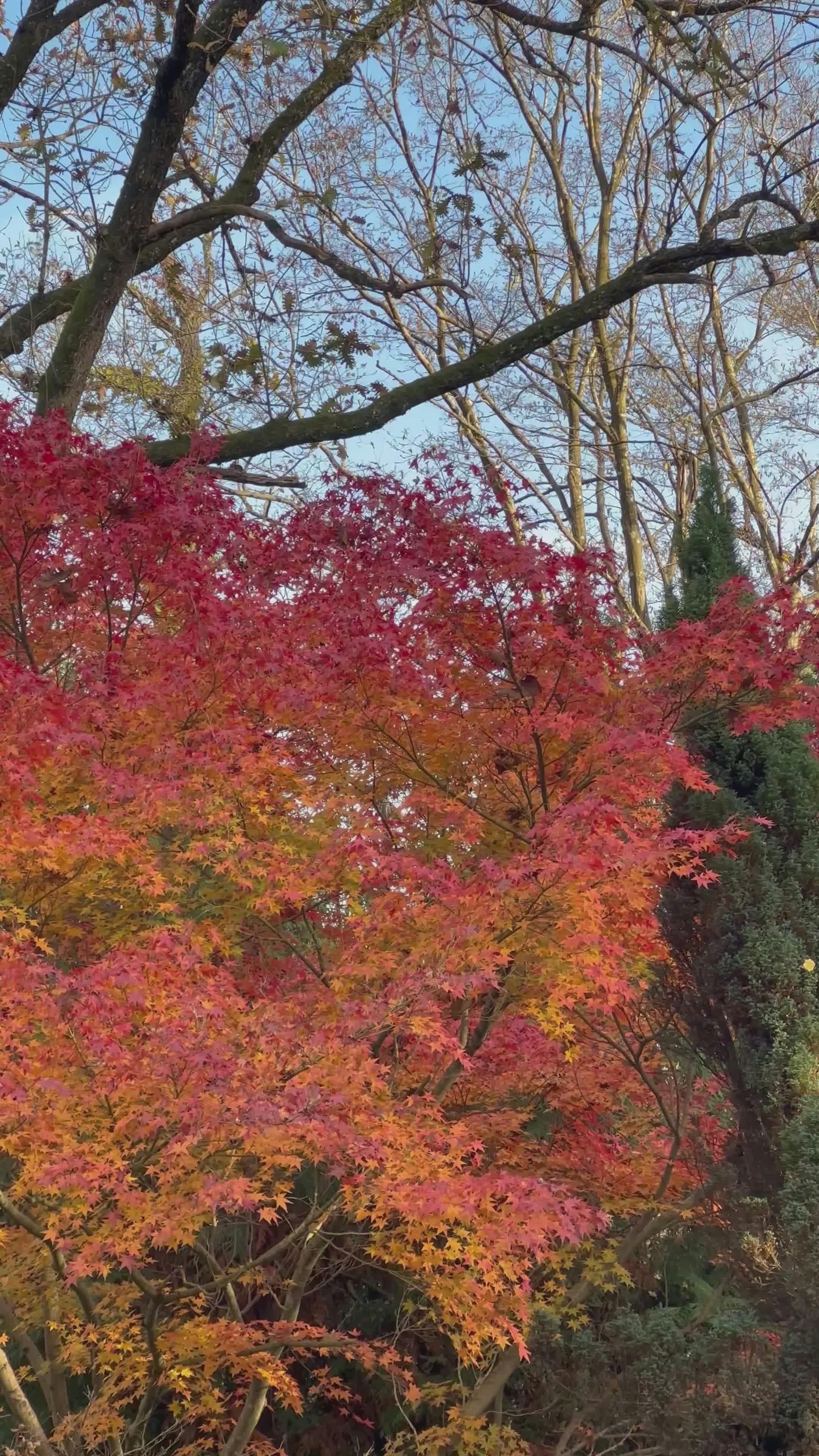 Video by Elif Çamlı