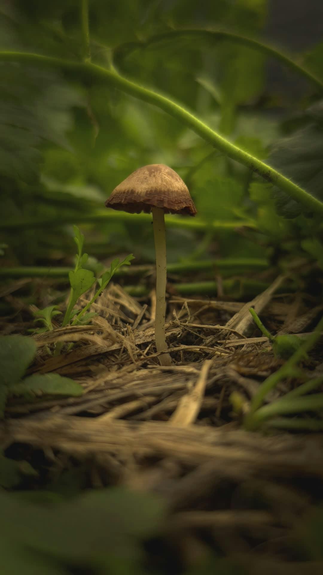 Video by Belu Montero I Lr Presets & LUTs on presetspix.etsy.com