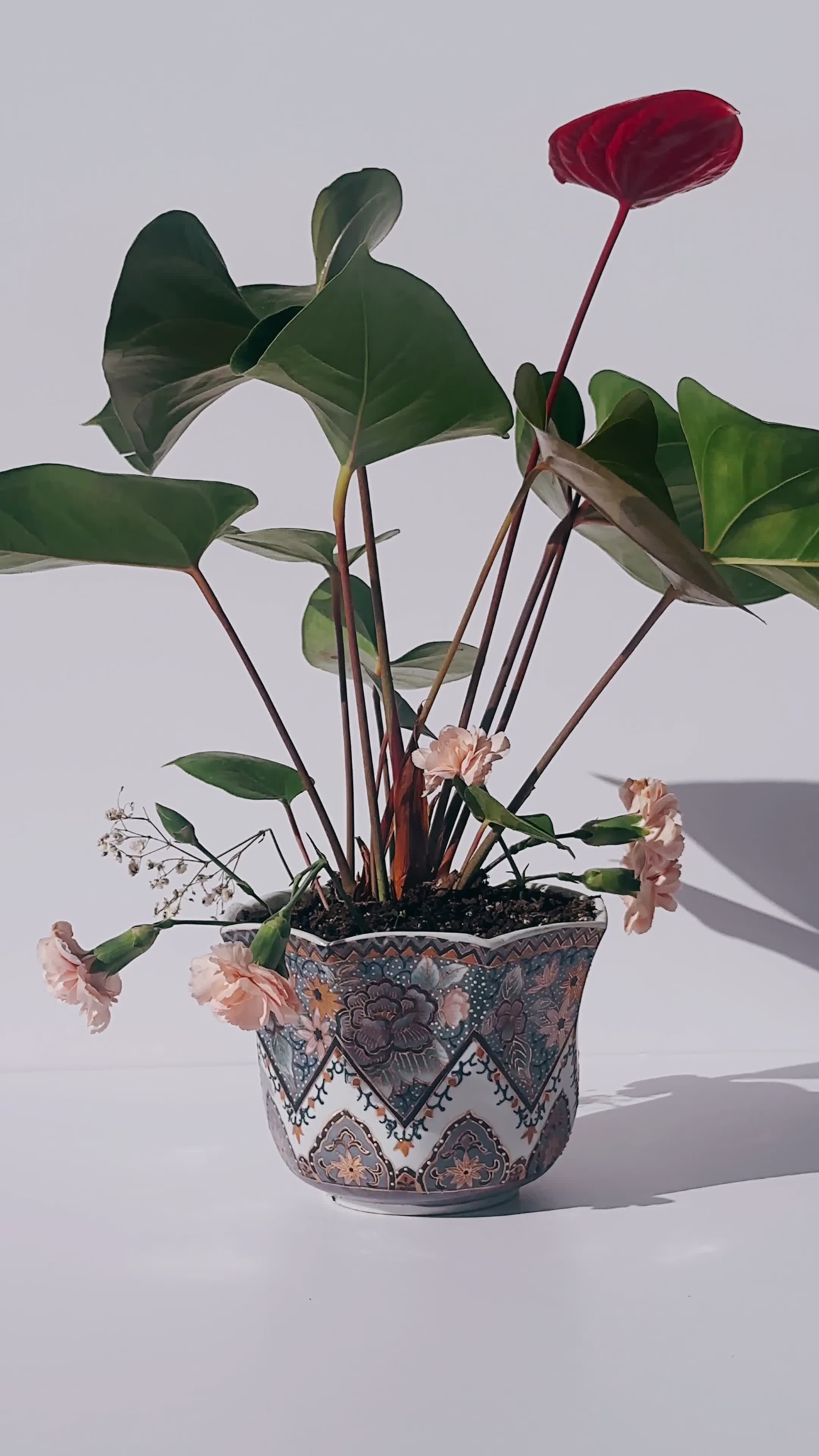 bonsai immergrün ZenFlora Bonsai | 24 cm | Immergrün & Pflegefrei