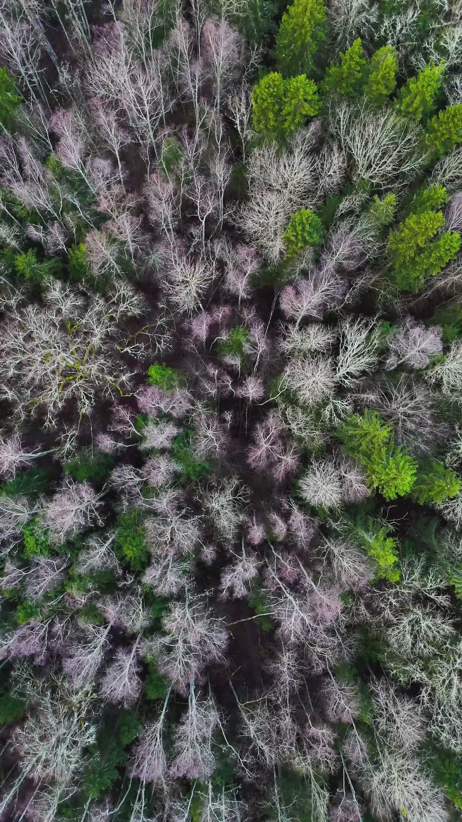 Aerial View of Lush Green Forest Landscape Free Stock Video Footage ...