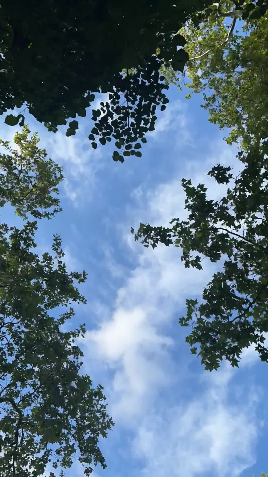 Video by Khaoula ATTAR