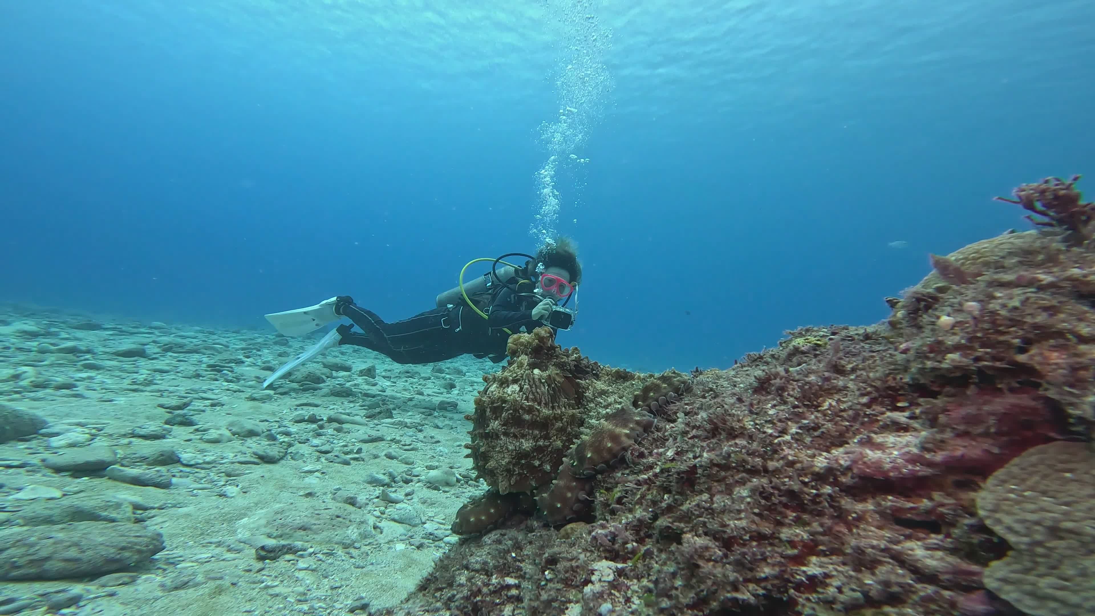 Scuba Diver Exploring Vibrant Coral Reef Free Stock Video Footage ...