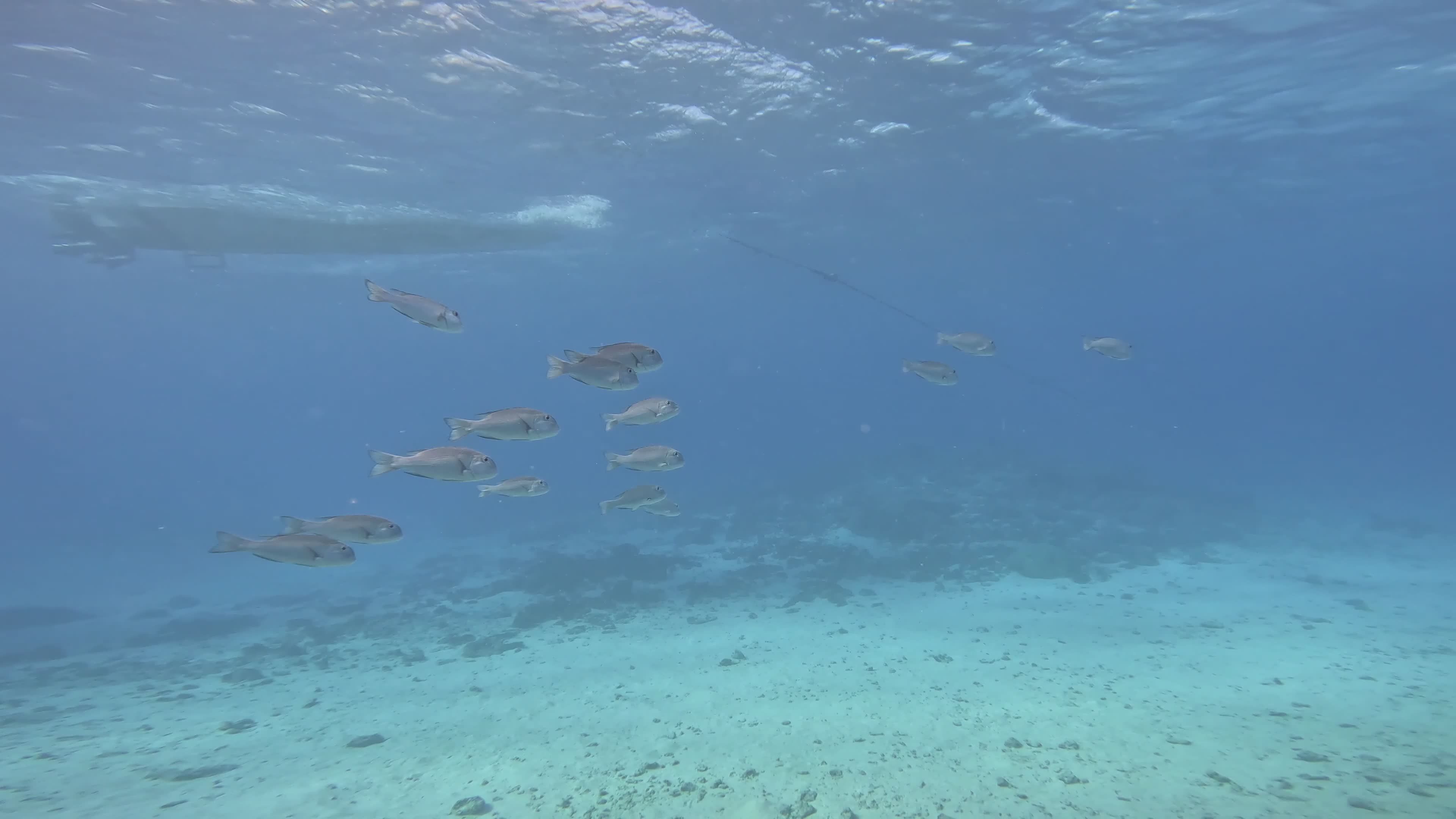 Vibrant Underwater Scene with School of Fish Free Stock Video Footage ...