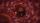 blood