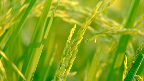 Close-Up Video Of Rice Grains