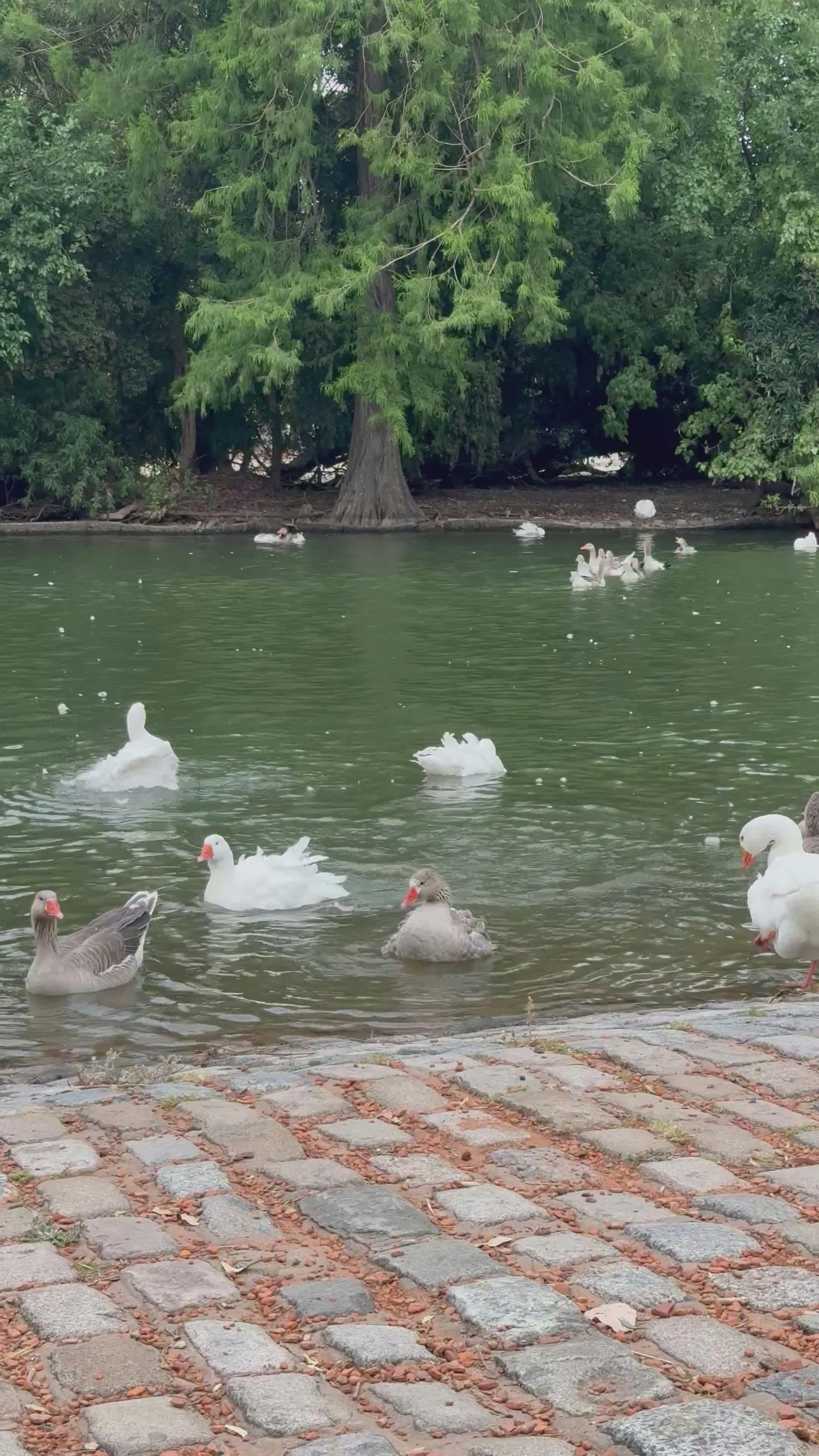 Video by Guillermo Berlin