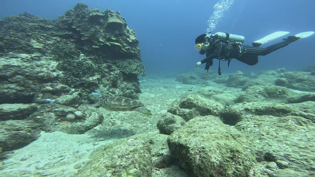 Scuba Diver Exploring Vibrant Underwater World Free Stock Video Footage ...