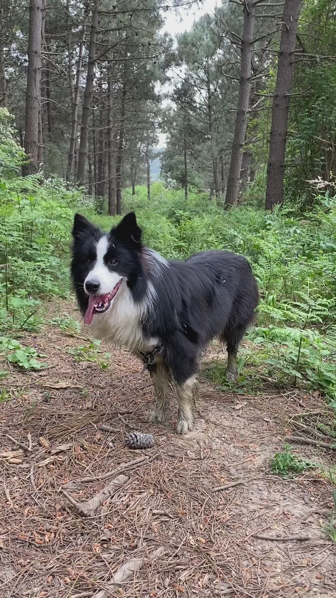Border Collie Walking in a Lush Forest Free Stock Video Footage ...