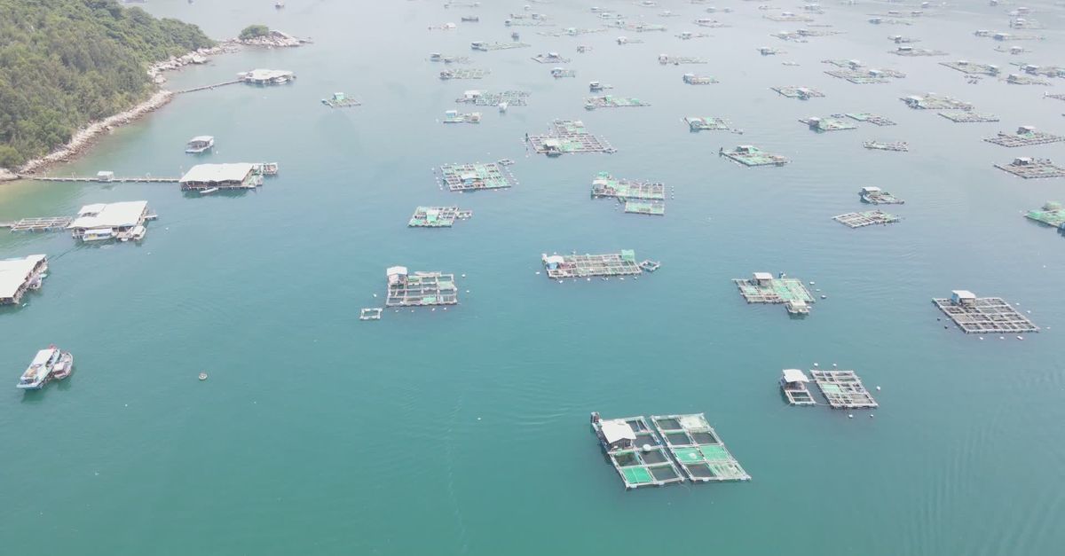 Aerial Fish Aerial View of Fish Farms in Tropical Bay Free Stock Video Footage ...