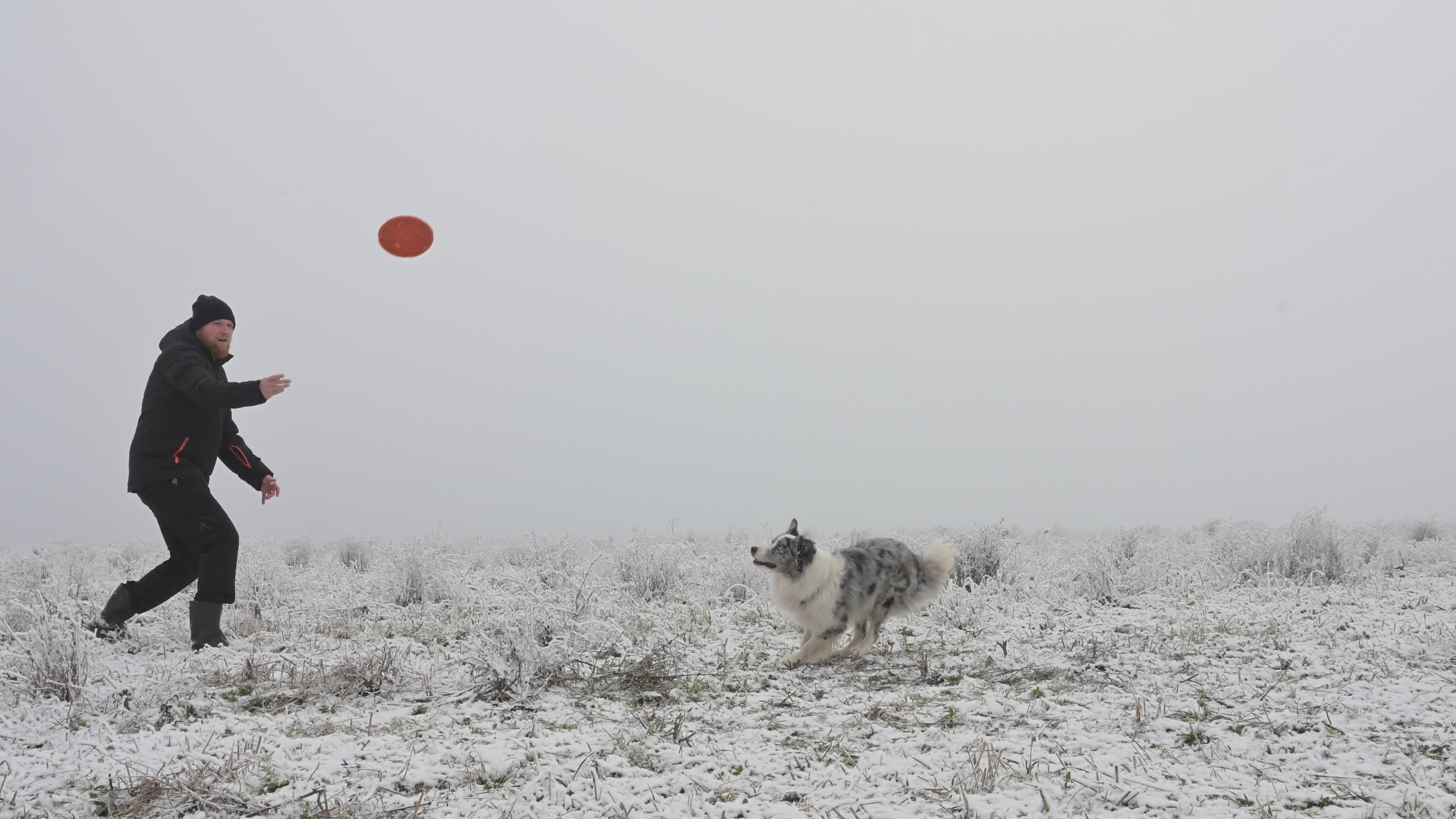 Border Collie Playing Frisbee in Snowy Field Free Stock Video Footage ...