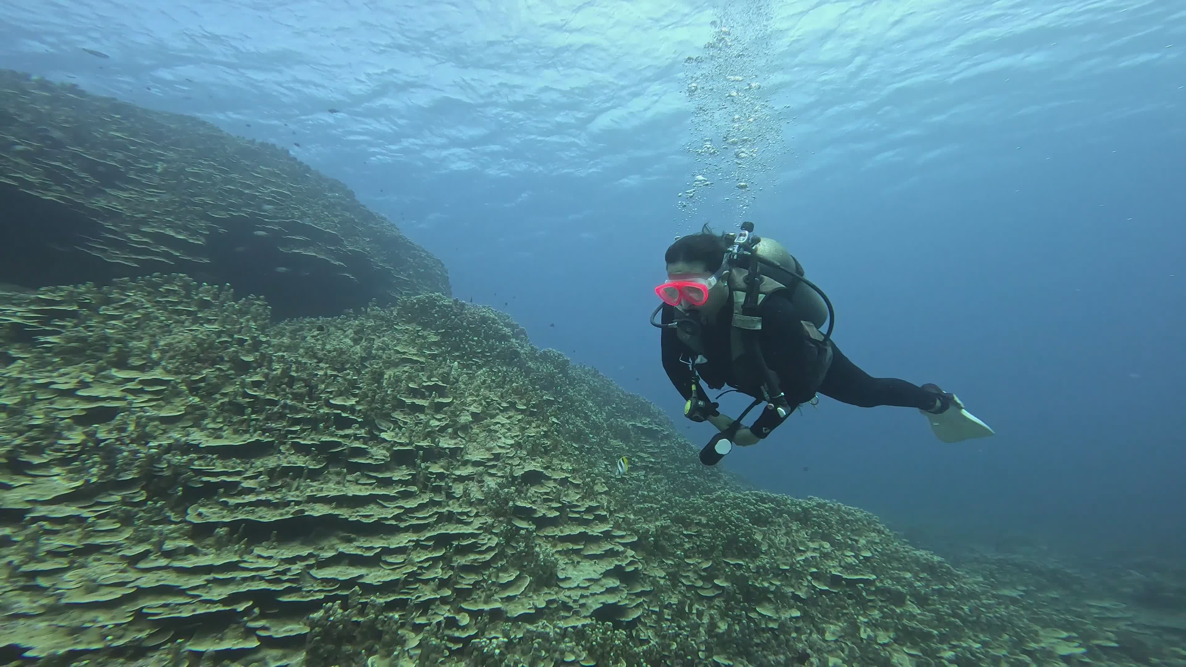 Scuba Diver Exploring Vibrant Coral Reef Free Stock Video Footage ...