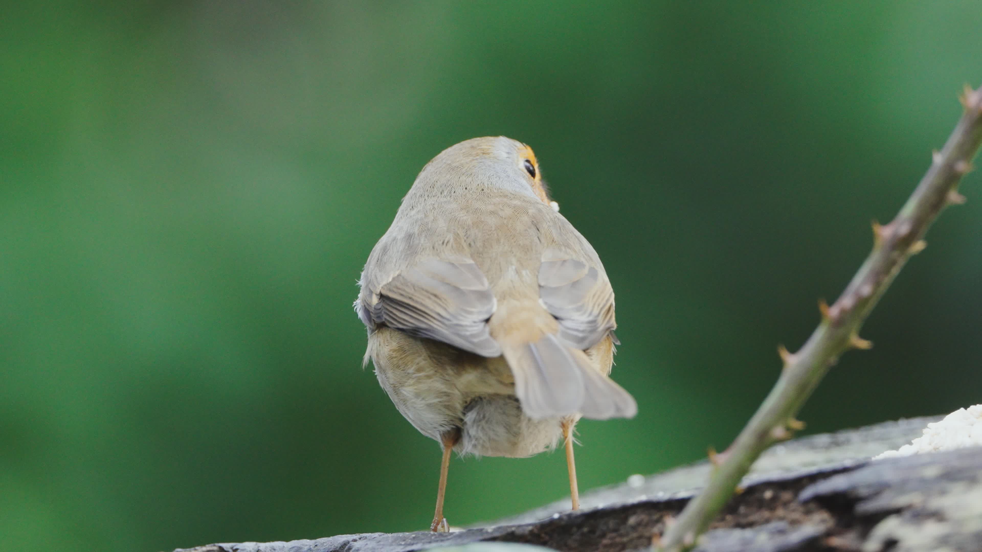 Charming European Robin on Tree Branch Outdoors Free Stock Video ...